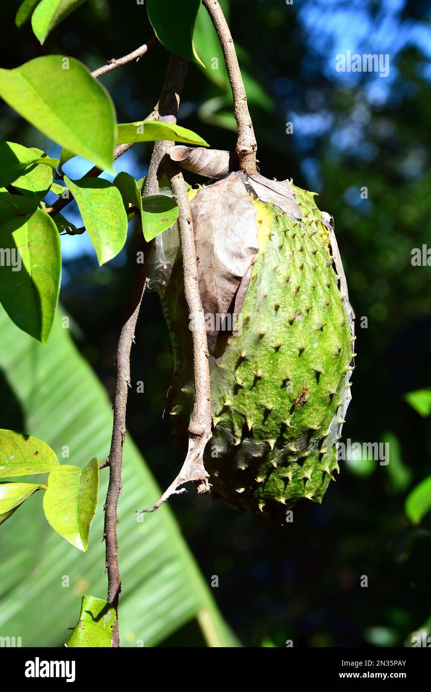 Soursop, Stachelannone, Graviola, Guanábana, Guyabano, Corossol, Corossier, Annona muricata, tüskés annóna, Srí Lanka, Asie Banque D'Images