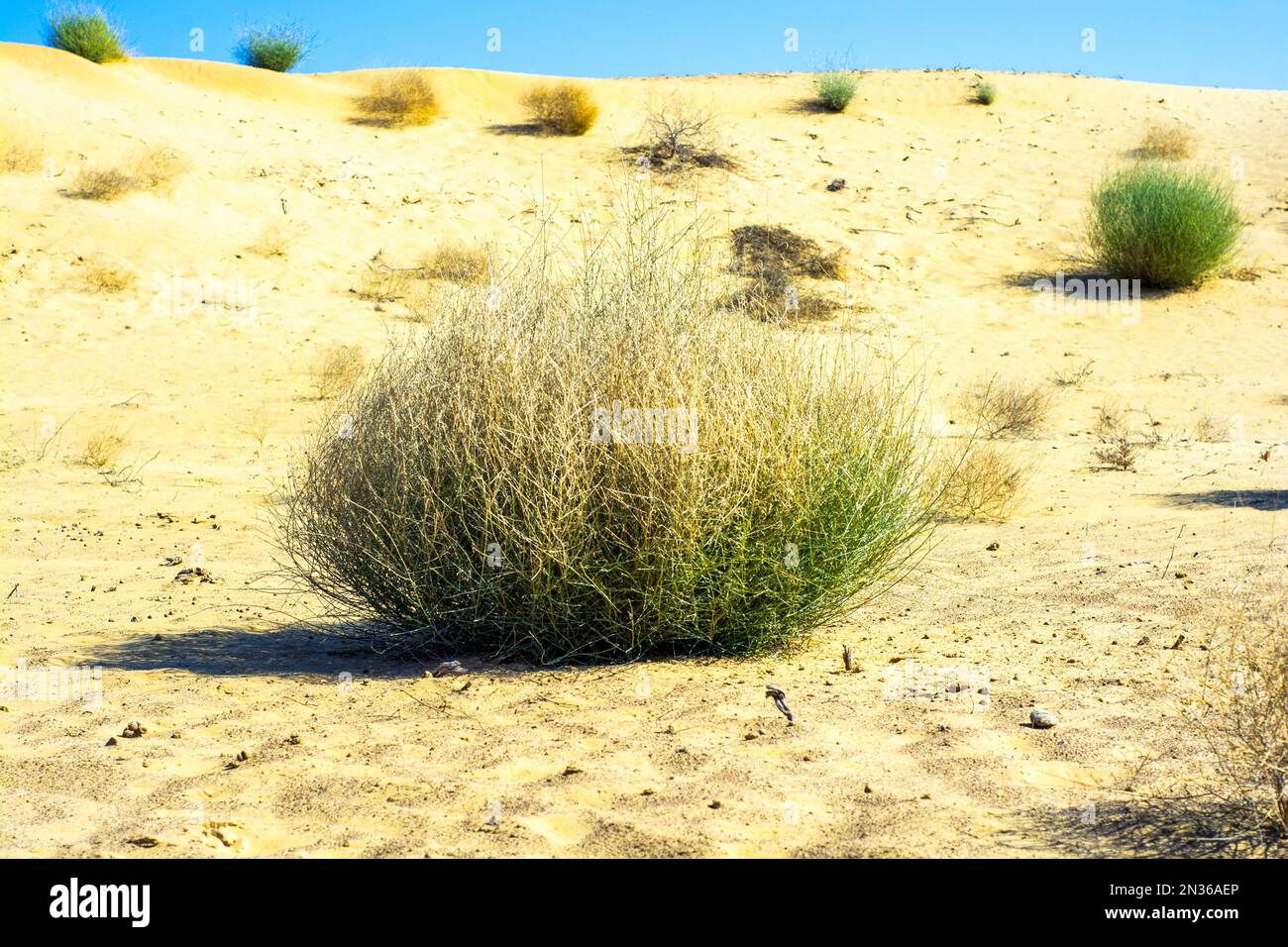 Buissons sauvages sur les dunes de sable doré dans le désert de Thar Banque D'Images