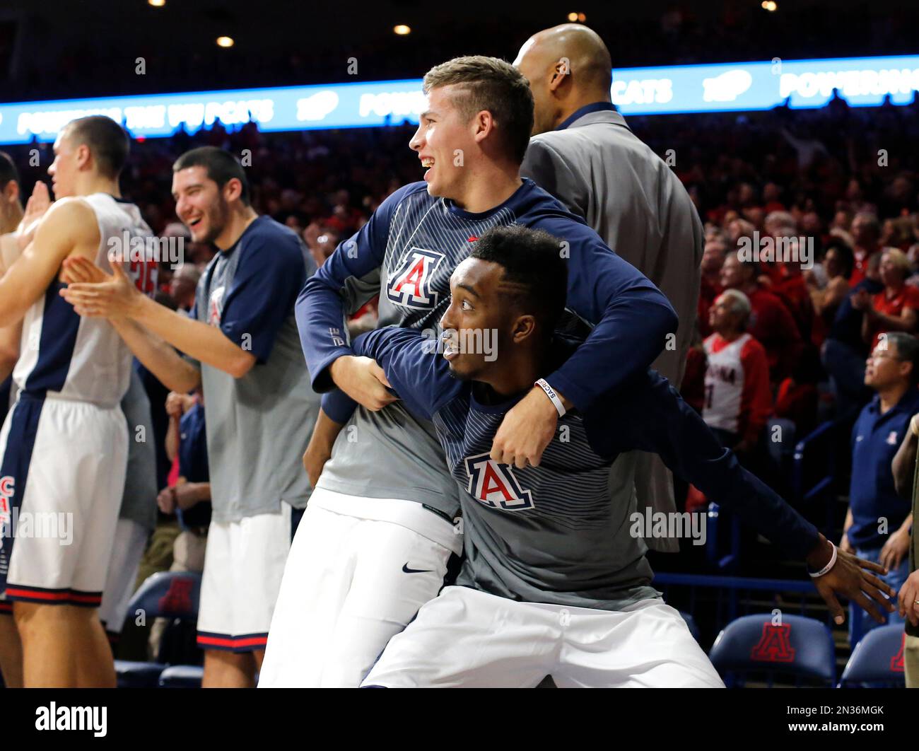 Arizona guard Trey Mason (44), top, and Jacob Hazzard (50) react after defeating Utah 69-51 during an NCAA college basketball game, Saturday, Jan. 17, 2015, in Tucson, Ariz. (AP Photo/Rick Scuteri) Banque D'Images