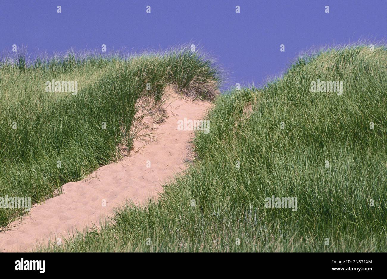 Chemin à travers les dunes de sable, les île Panmure, Prince Edward Island, Canada Banque D'Images