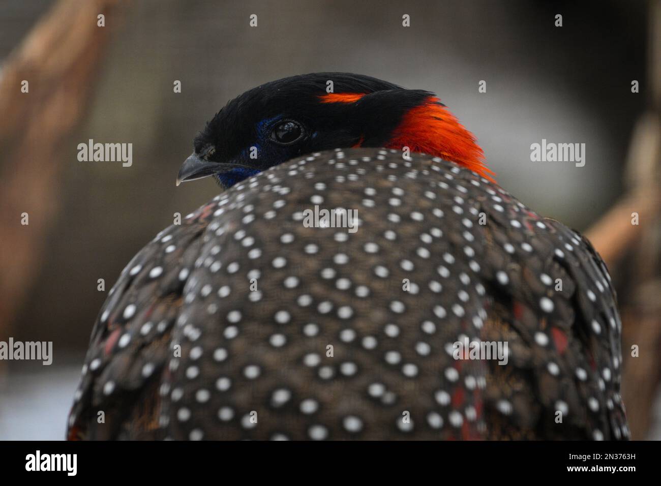 Varsovie, Pologne. 07th févr. 2023. Un faisan à cornes cramoisi (Tragopan satyra) est vu au jardin zoologique de la ville de Varsovie, en Pologne, le 07 février 2023. (Photo de Jaap Arriens/Sipa USA) crédit: SIPA USA/Alay Live News Banque D'Images