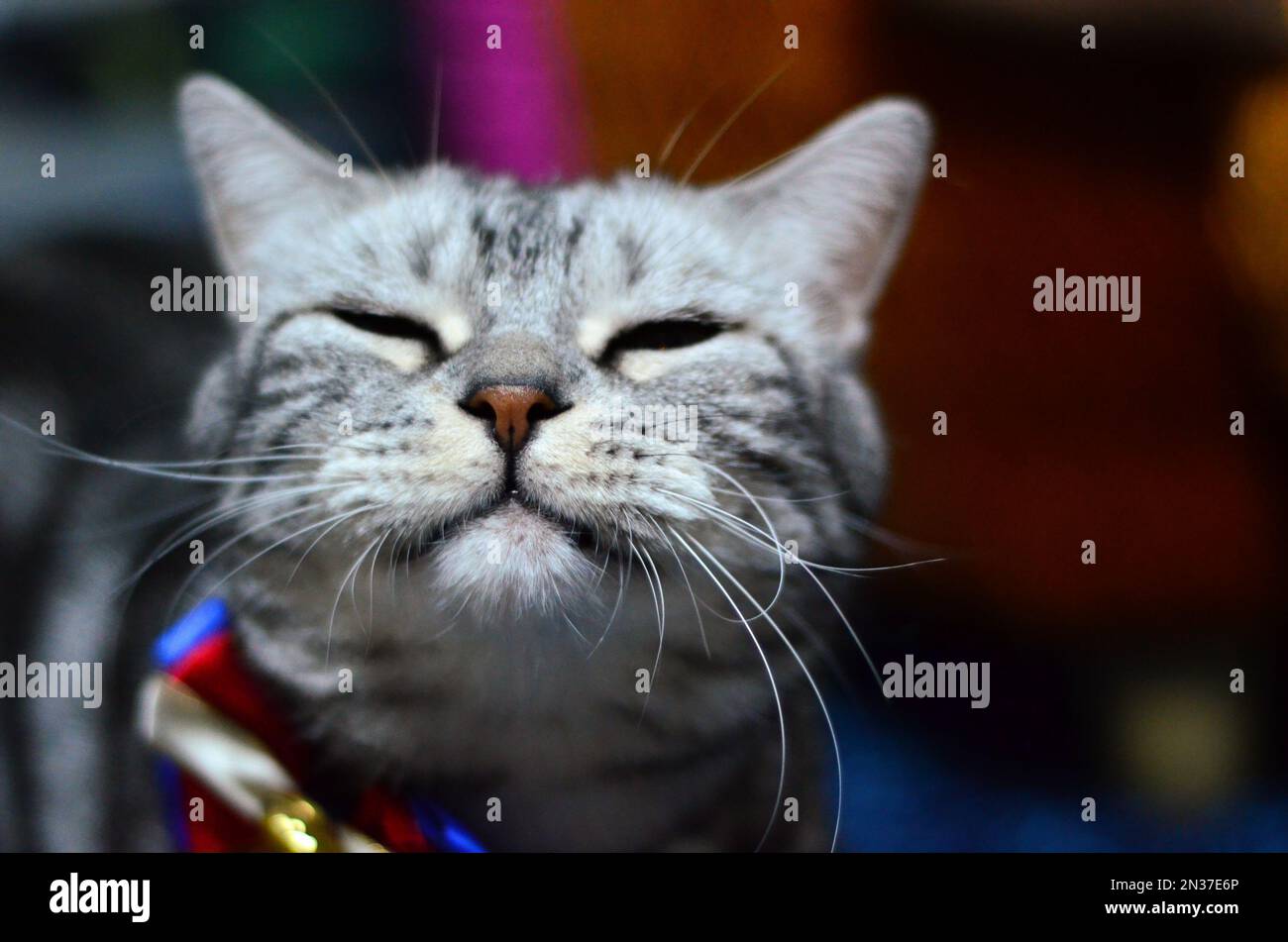 Un gros plan d'un adorable chat américain de shorthair gris Banque D'Images