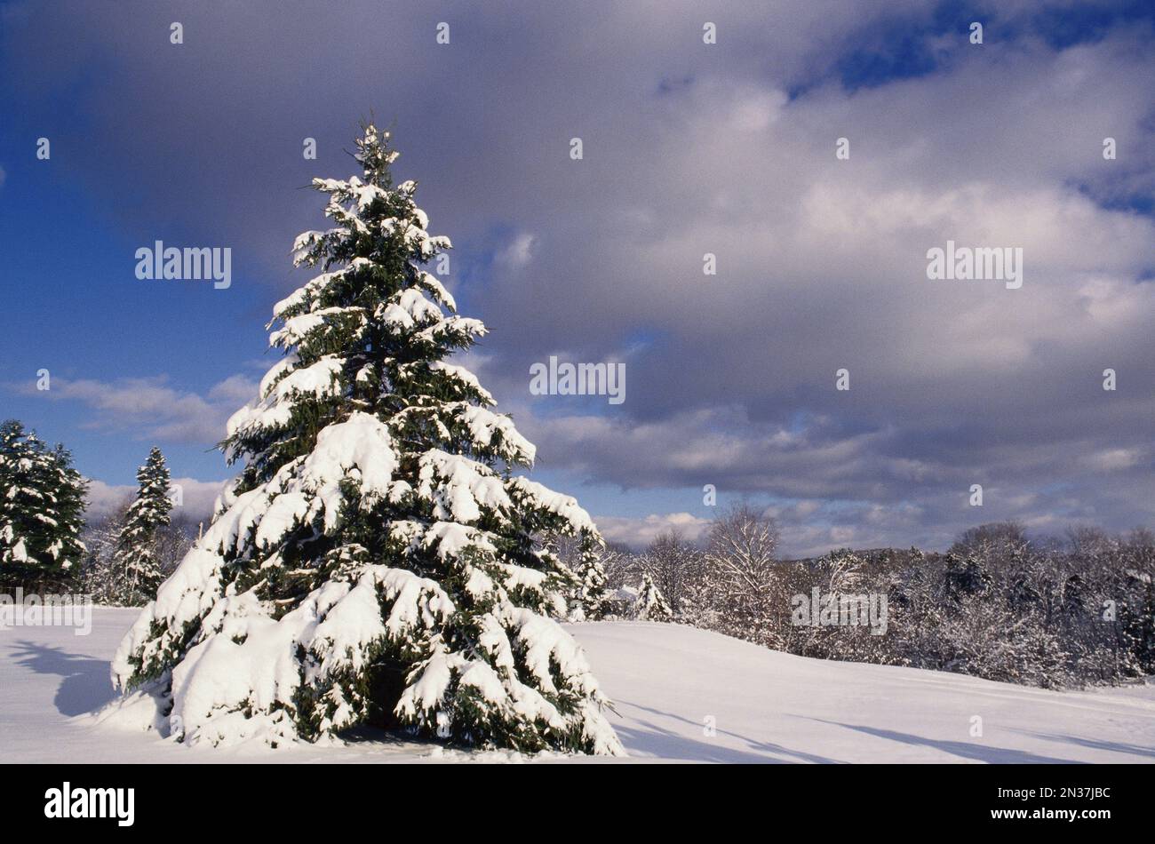 L'hiver, le parc de la Gatineau, Québec, Canada Banque D'Images