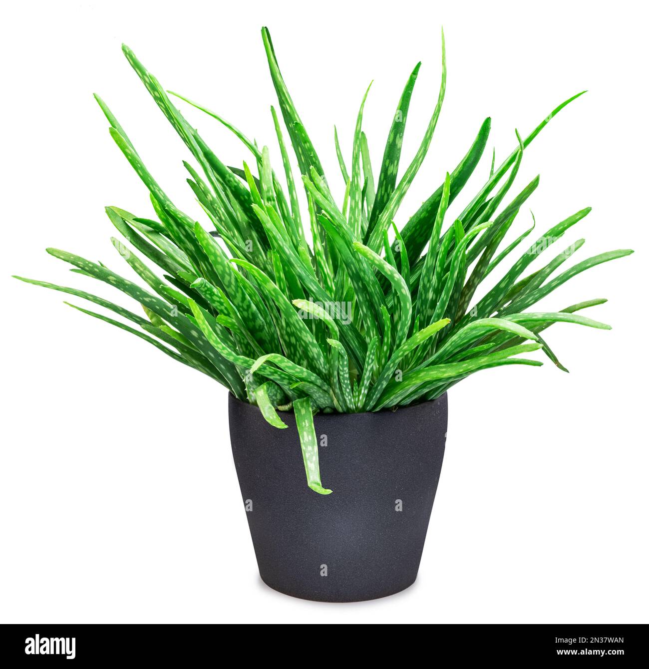Plante de vera d'aloès dans le pot gris isolé sur fond blanc. Excellente installation décorative intérieure. Banque D'Images