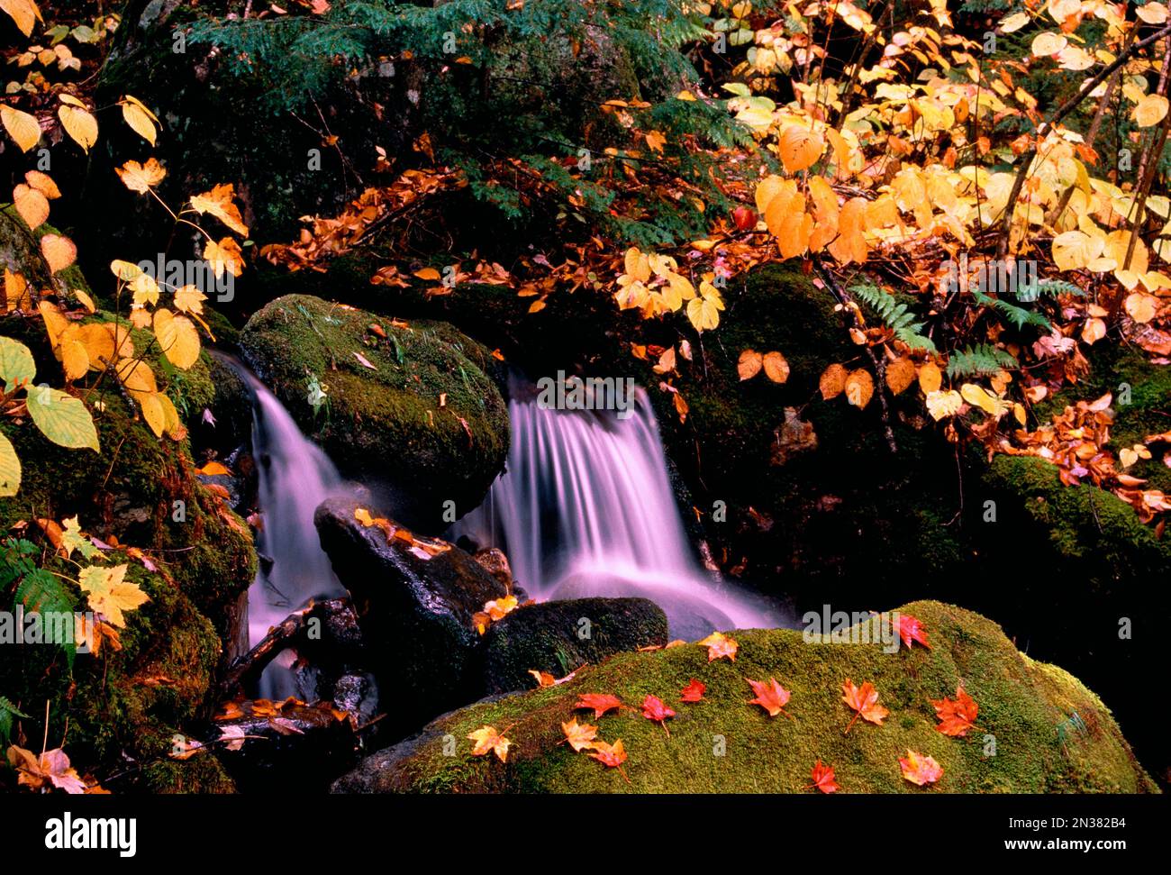 Cascade en automne, Evans Notch White Mountains National Forest dans le Maine, USA Banque D'Images