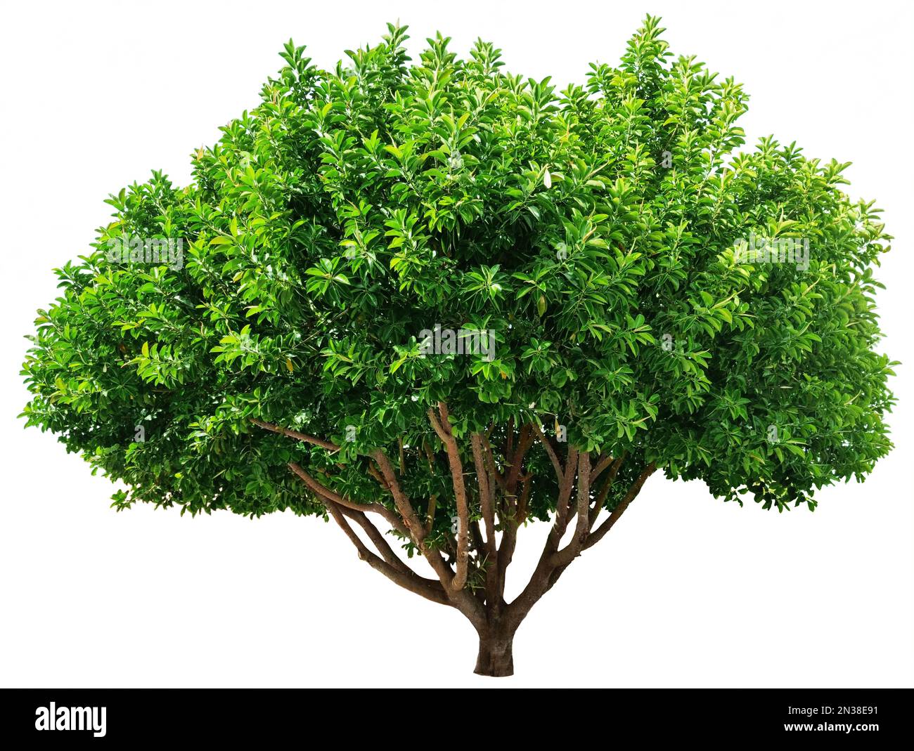 Arbre de ficus isolé sur fond blanc. Le fichier contient un chemin d'écrêtage. Banque D'Images