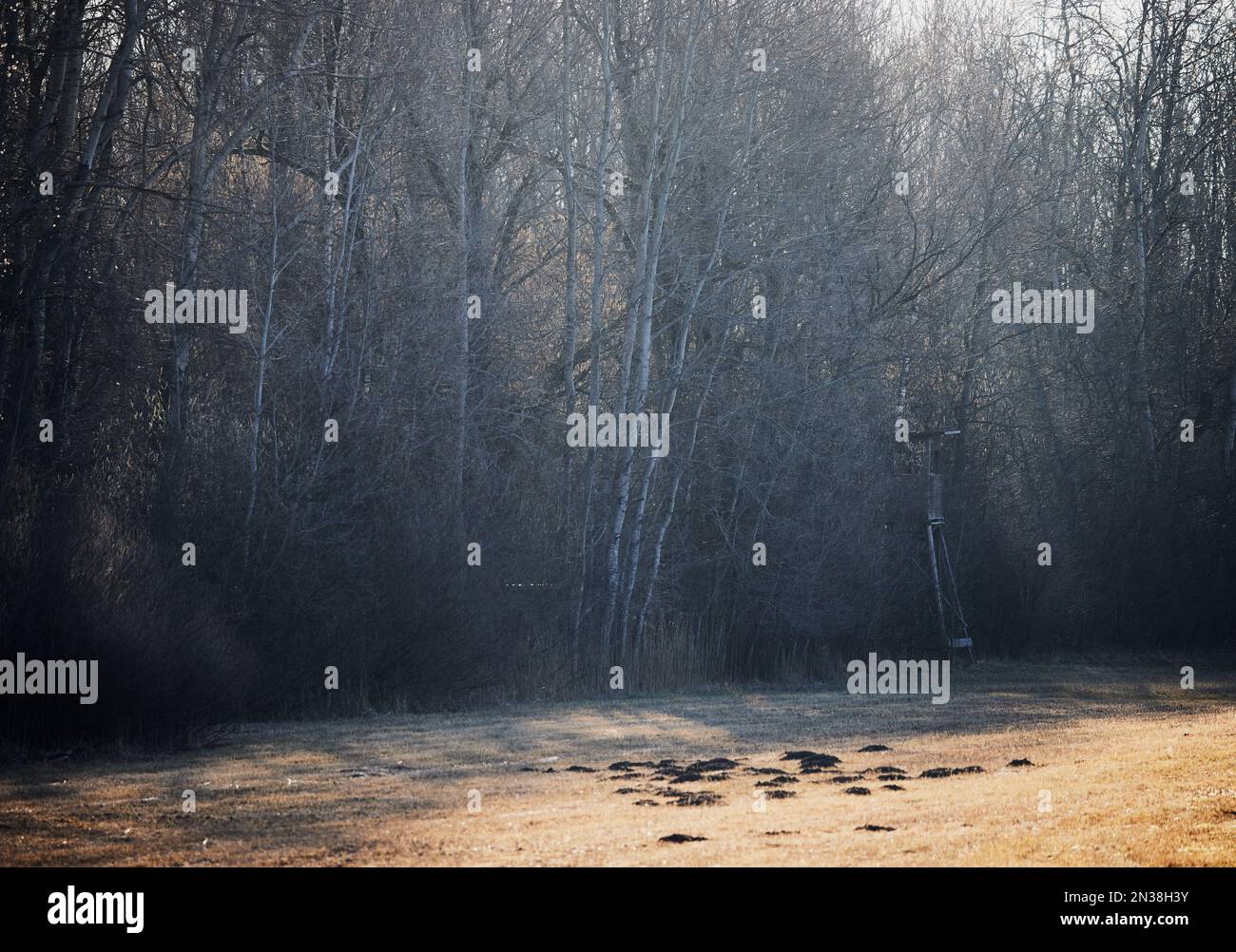 Les chasseurs se placent au bord de la forêt en Bavière, en Allemagne Banque D'Images