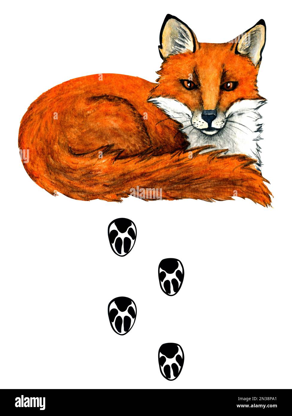 Empreintes d'animaux sauvages de forêt aquarelle. Illustration renard. Illustration bois pour enfants. Banque D'Images