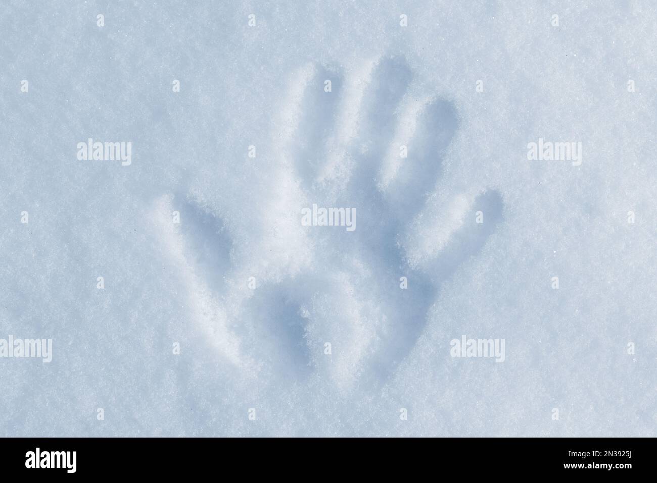 Imprimé palmier sur une dérive de neige lors d'une journée d'hiver ensoleillée, photo en gros plan, vue du dessus Banque D'Images