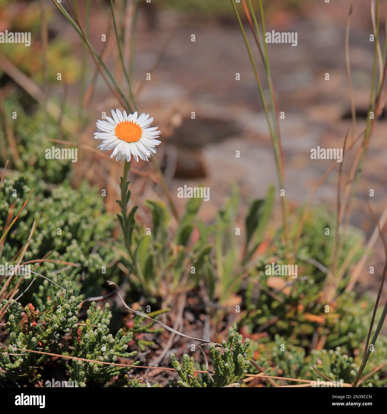 Fleurs que j'ai vues pendant mon voyage en 2022. Banque D'Images