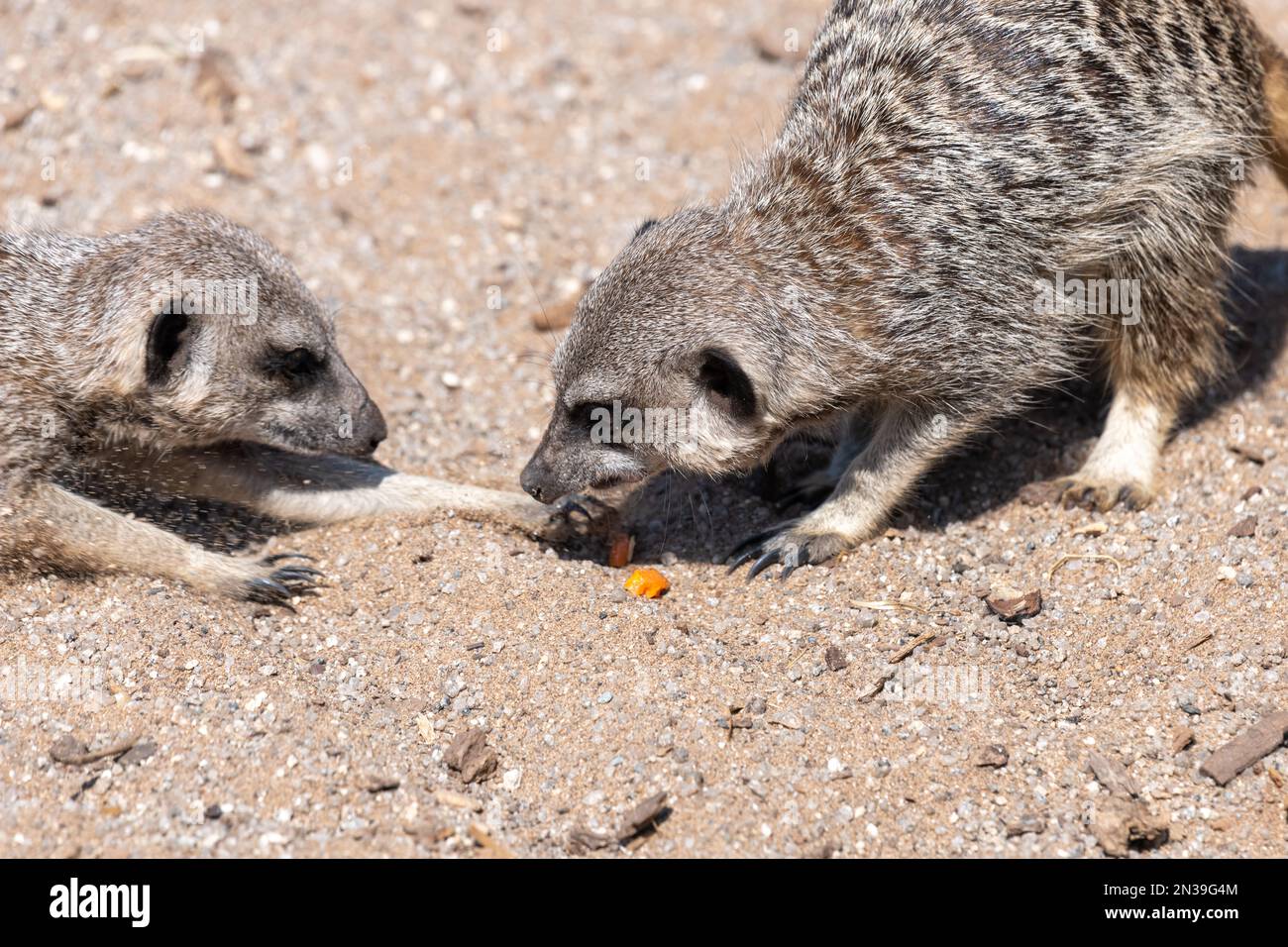 Portrait d'un meerkat (suricata suricata) en regardant un autre meerkat manger un morceau de nourriture Banque D'Images