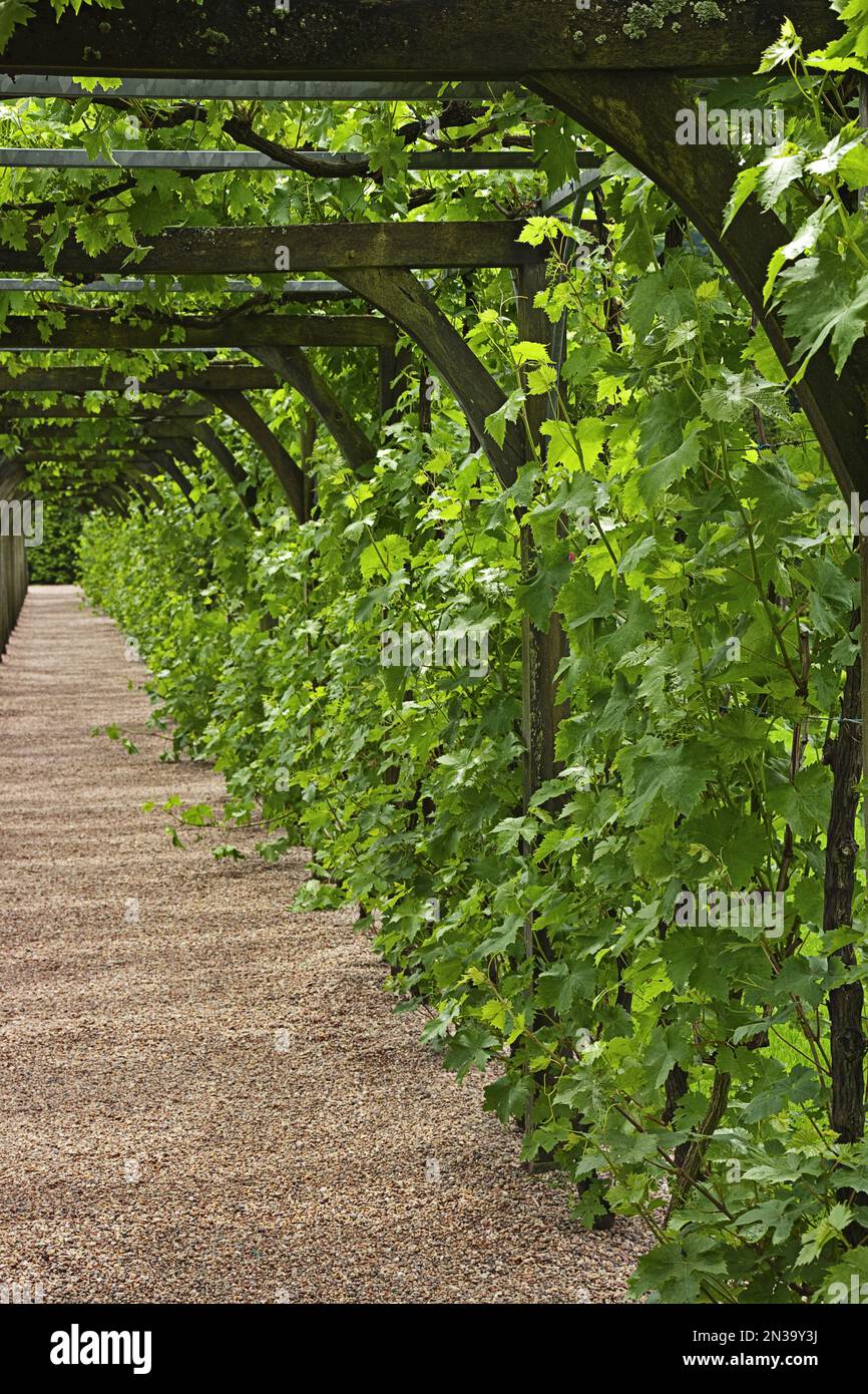 Chemin, Chateau de Villandry, Villandry, Indre-et-Loire, Loire, France Banque D'Images