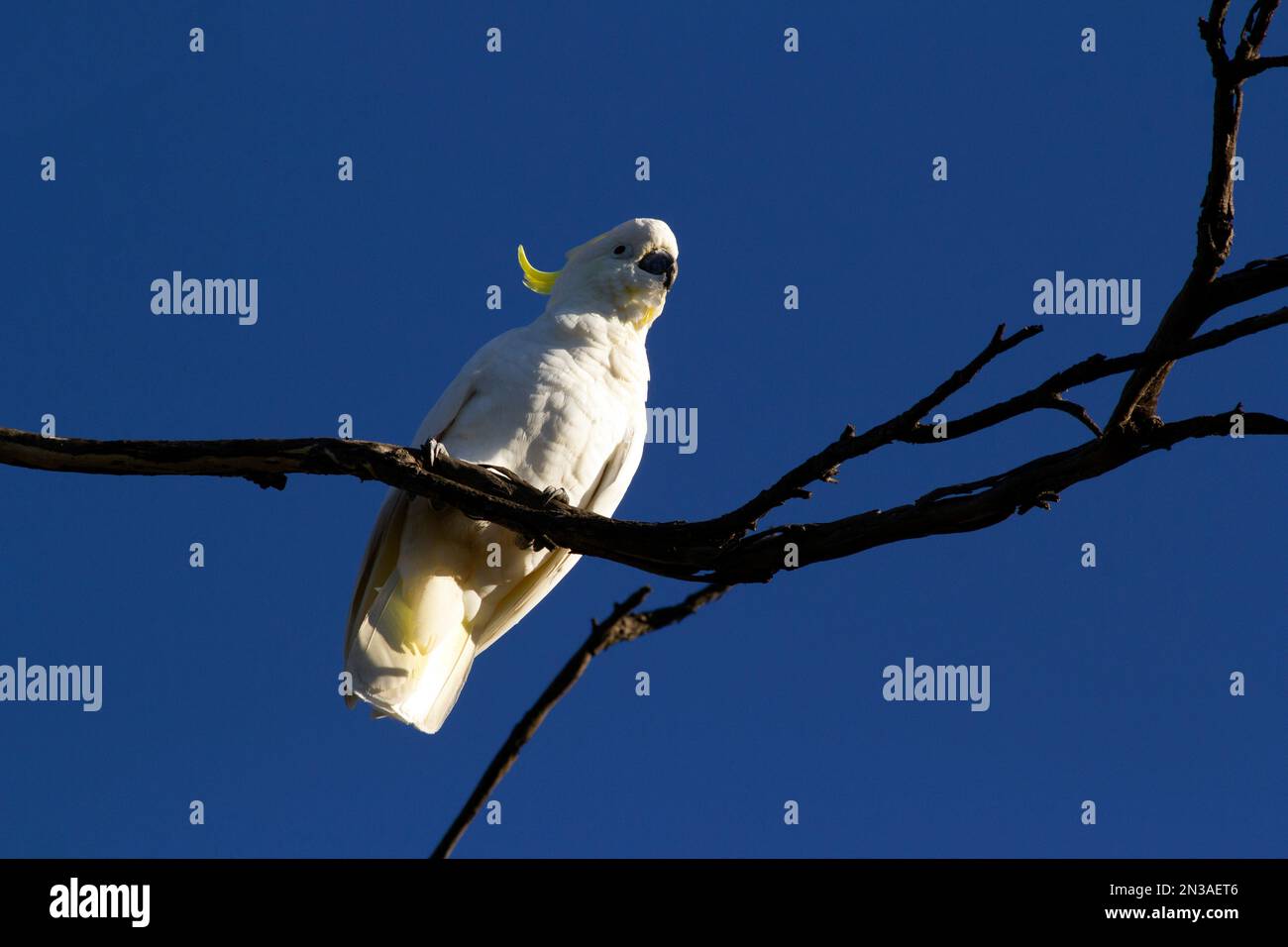 Cockatoo à crête de soufre (Cacatua galerita) perçant sur la branche d'un arbre à Sydney, Nouvelle-Galles du Sud, Australie (photo de Tara Chand Malhotra) Banque D'Images