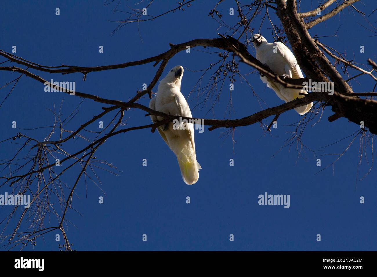 Une paire de Cockatoos à Crescent (Cacatua galerita) perçant sur la branche d'un arbre à Sydney, Nouvelle-Galles du Sud, Australie (photo de Tara Chand Malhotra) Banque D'Images