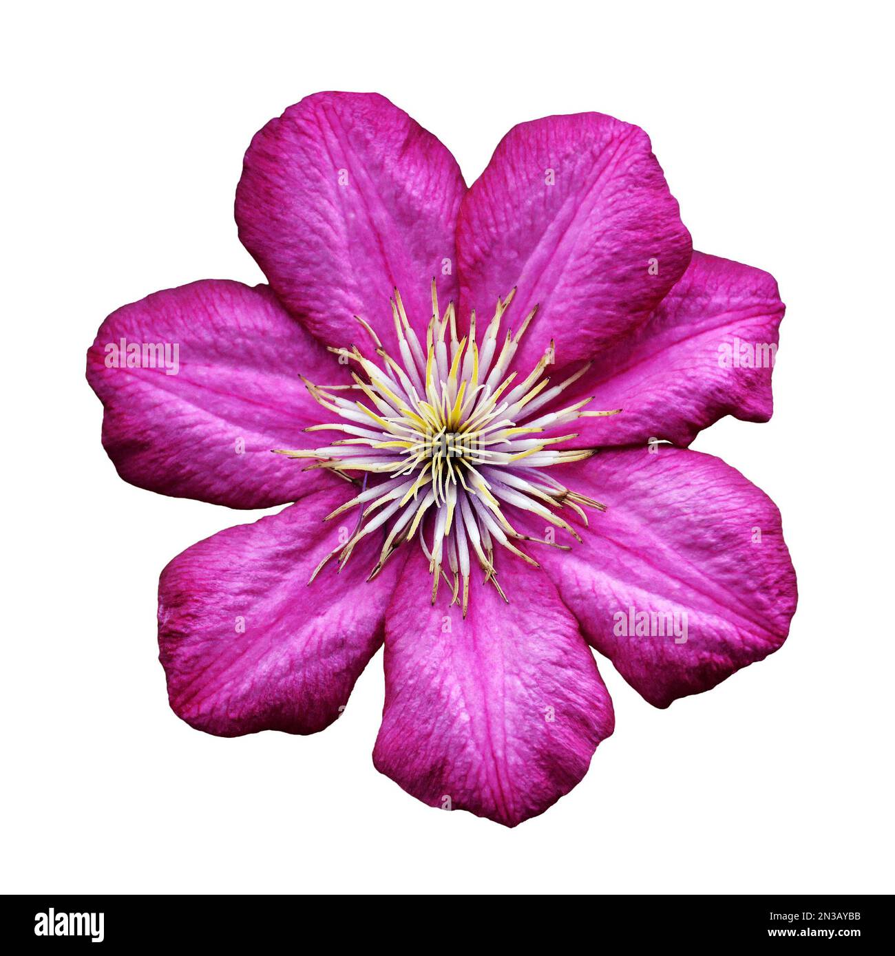 Fleur de clematis rose isolée sur fond blanc Banque D'Images