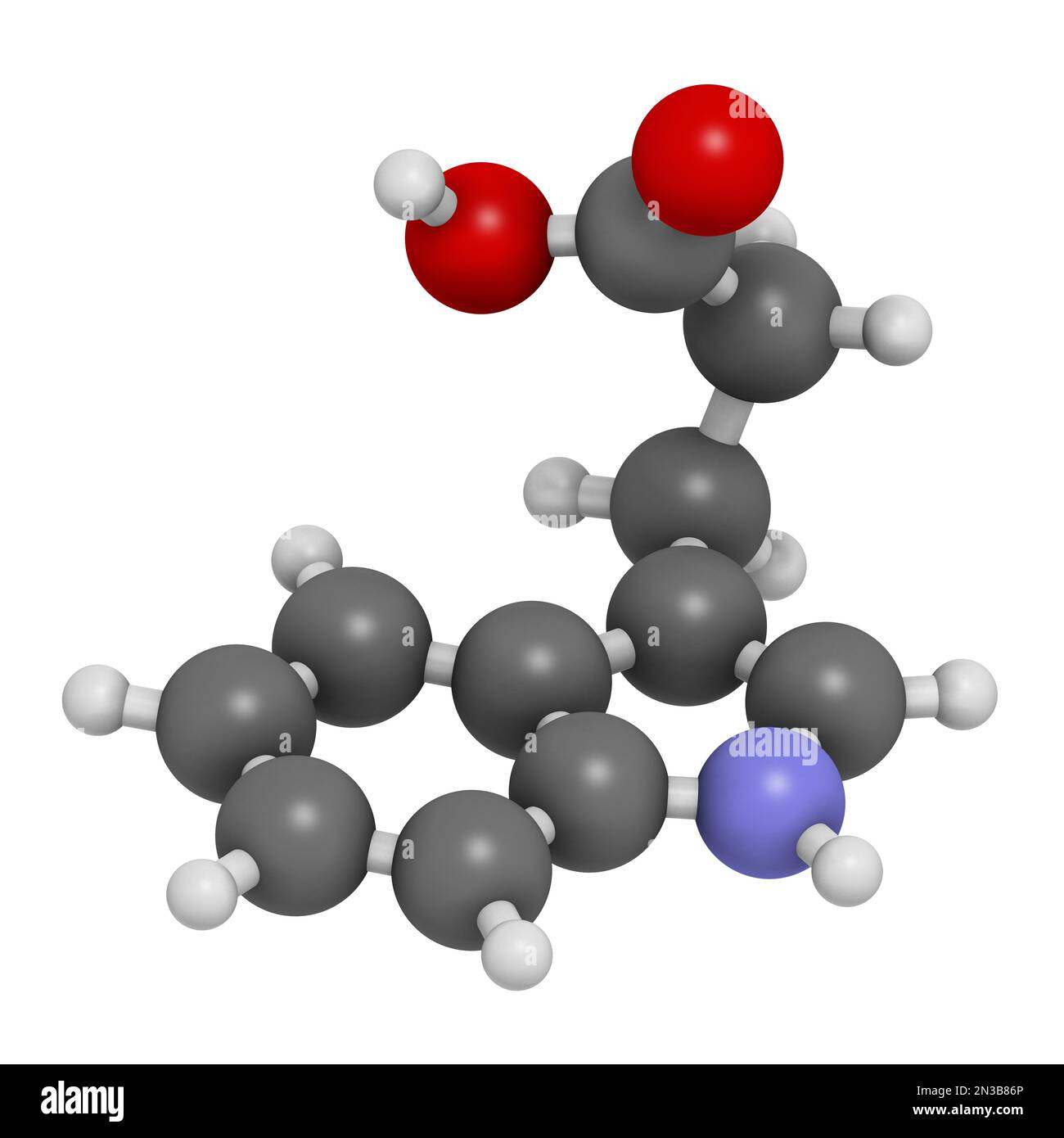 Acide indole-3-propionique ou molécule d'IPA. 3D rendu. Les atomes sont représentés sous forme de sphères avec un codage couleur conventionnel : hydrogène (blanc), carbone (gris) Banque D'Images