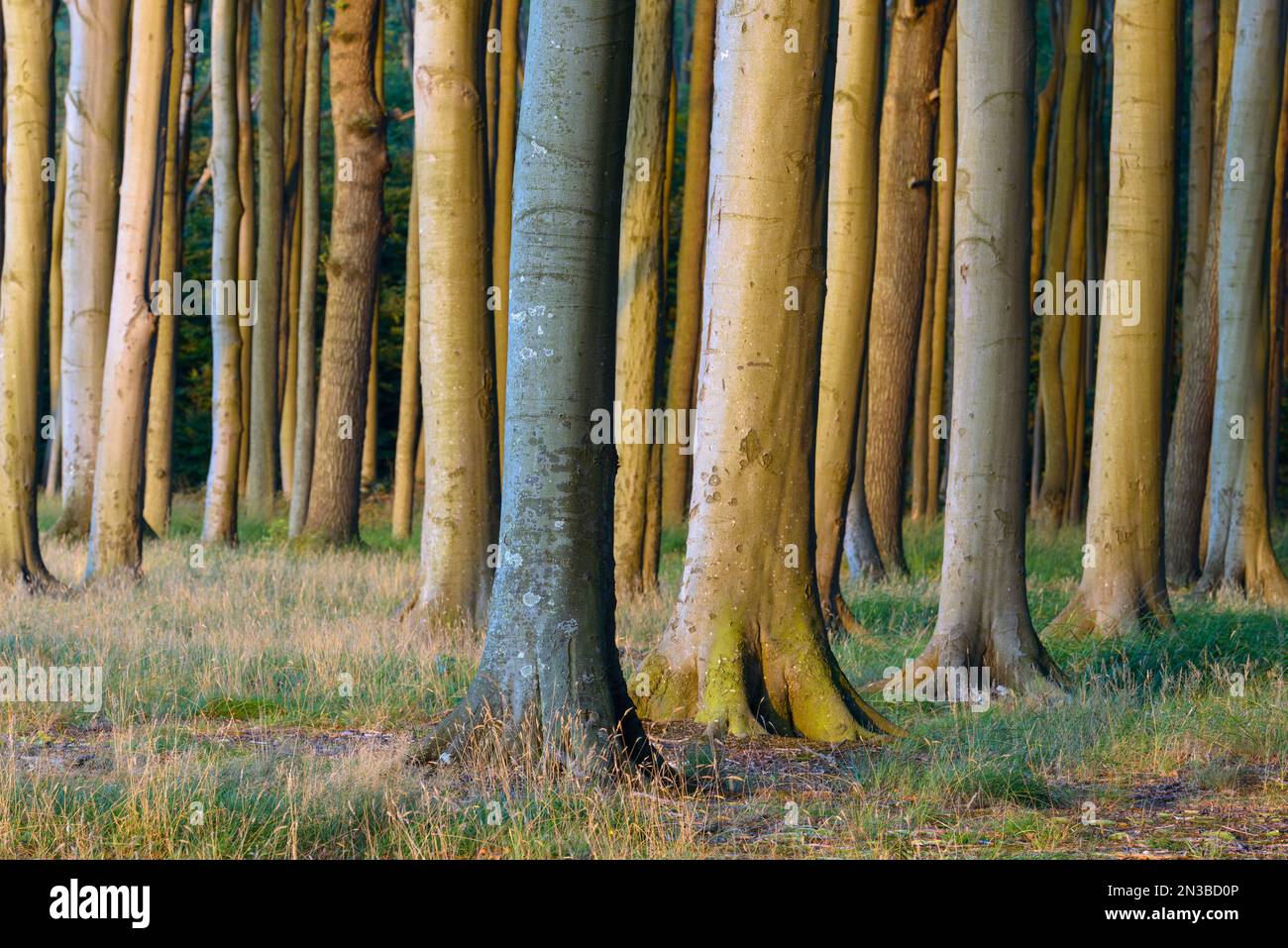 Forêt de hêtres au coucher du soleil, la forêt des fantômes (Gespensterwald), Nienhagen, mer Baltique, Bade-Wurtemberg, Rhénanie-Palatinat, Allemagne Banque D'Images