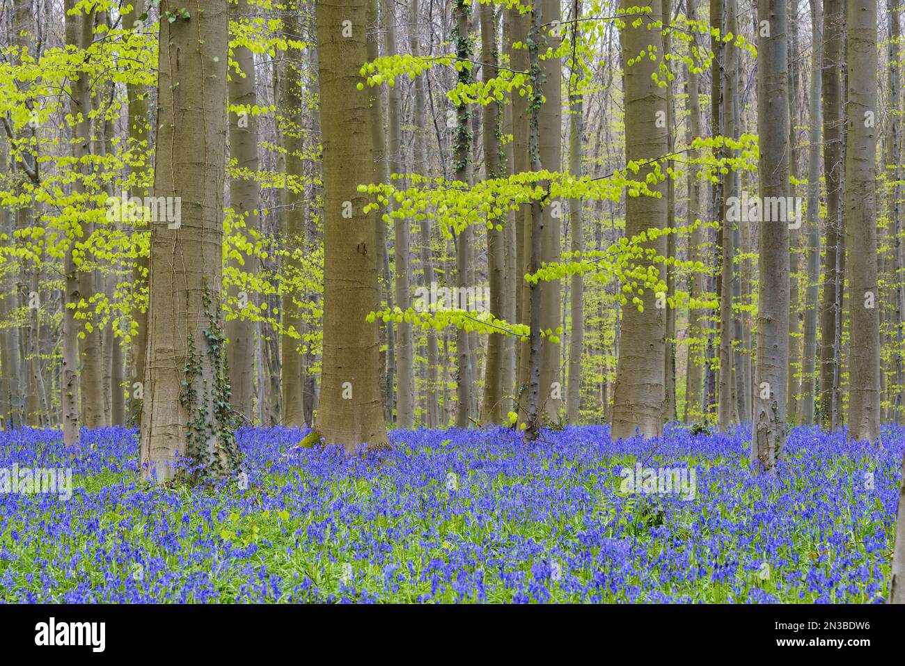 Forêt jacinthes au printemps, Hallerbos, Halle, Vlaams Gewest, Bruxelles, Belgique, Europe Banque D'Images