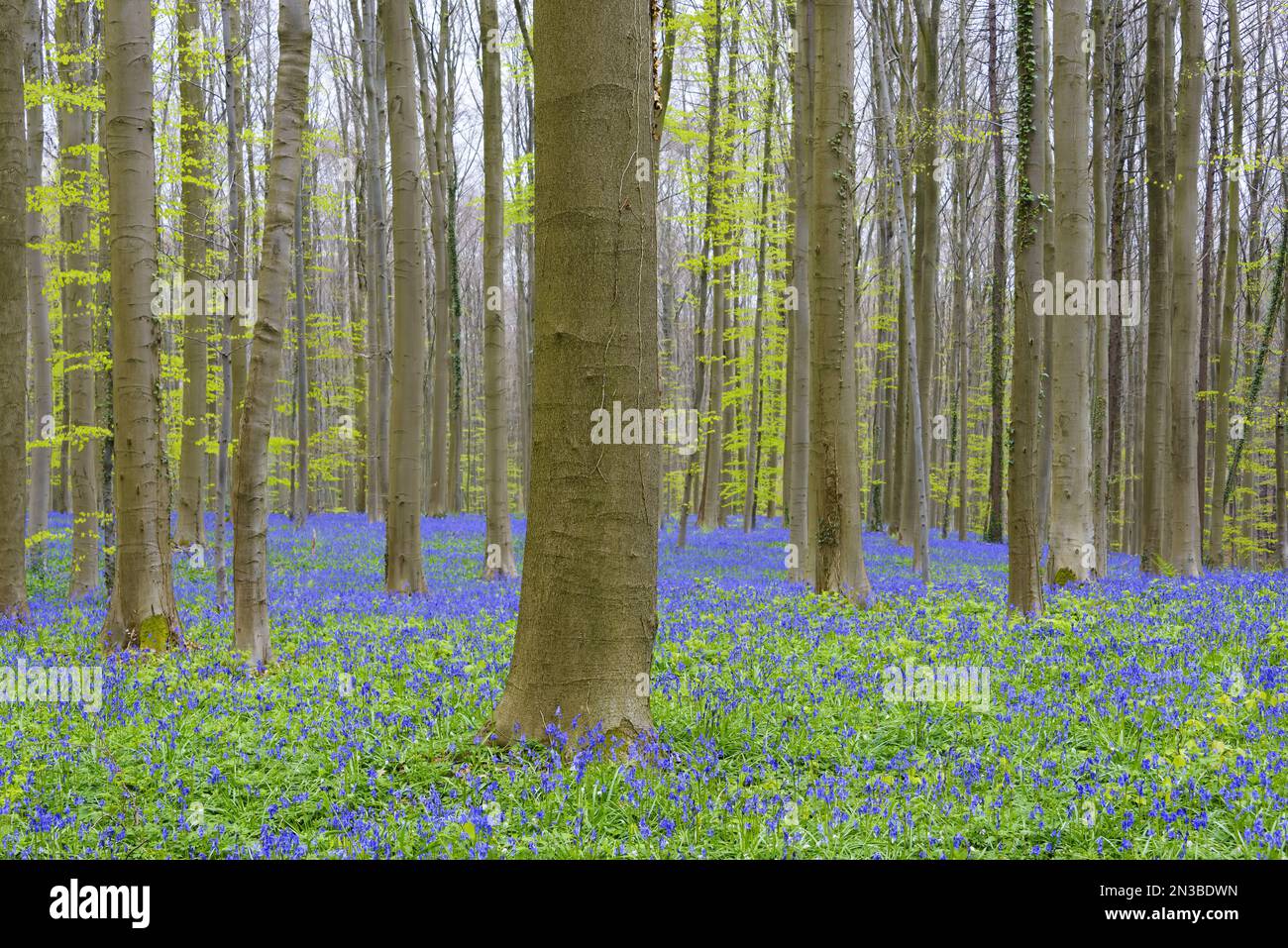 Forêt jacinthes au printemps, Hallerbos, Halle, Vlaams Gewest, Bruxelles, Belgique, Europe Banque D'Images