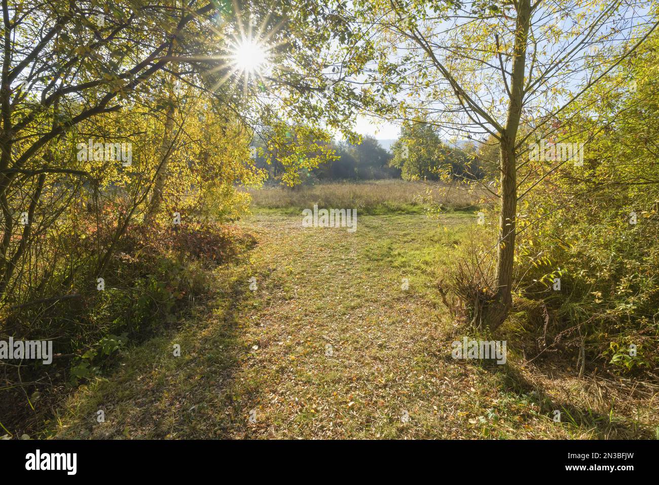 Sentier avec soleil en automne, Mondfeld, Wertheim, main-Tauber-Kreis, Bade-Wurtemberg, Allemagne Banque D'Images