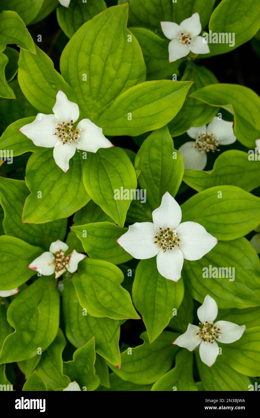 Gros plan sur des fleurs sauvages du cornain (Cornus canadensis) fleurissant en été à Anchorage ; Alaska, États-Unis d'Amérique Banque D'Images