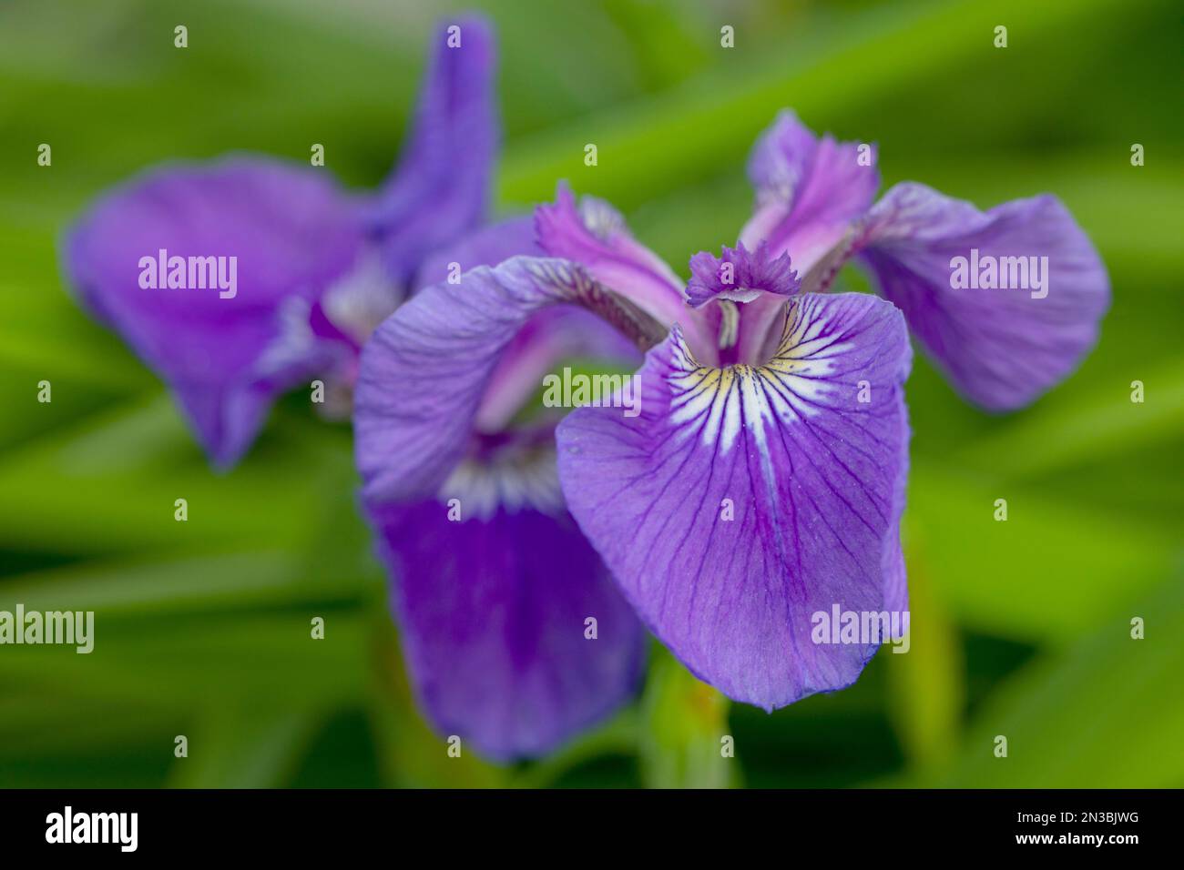 Gros plan d'un iris violet (Iris setosa) en fleurs en été, Anchorage ; Alaska, États-Unis d'Amérique Banque D'Images