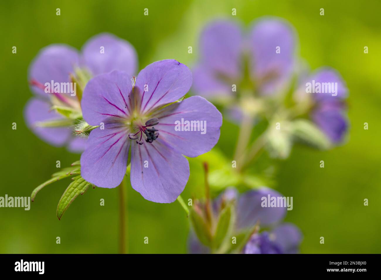 Gros plan sur des géraniums violets sauvages (Geranium erianthum) poussant en été à Anchorage ; Alaska, États-Unis d'Amérique Banque D'Images