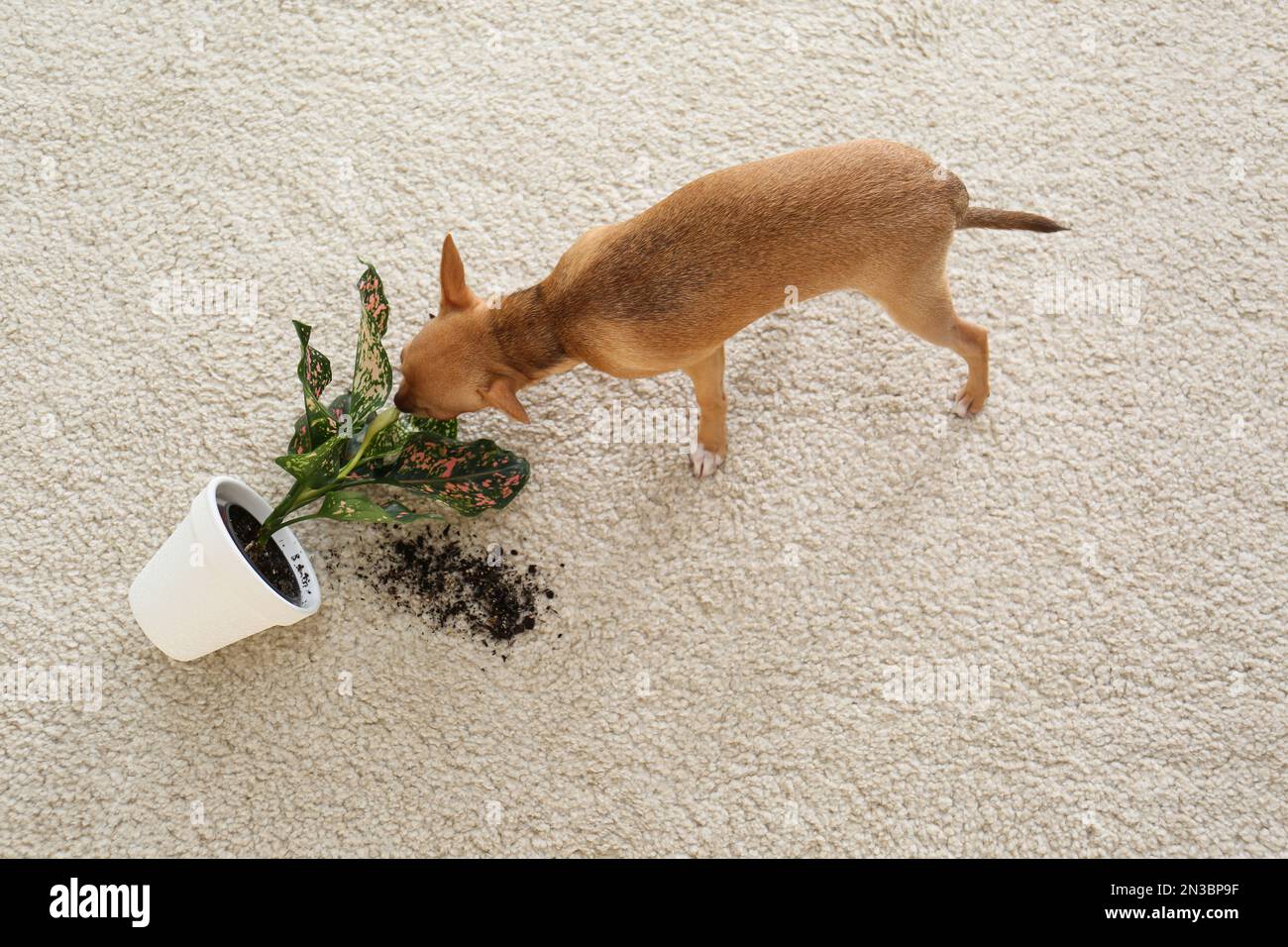 Adorable chien Chihuahua près de la maison renversée sur la moquette à l'intérieur, au-dessus de la vue Banque D'Images