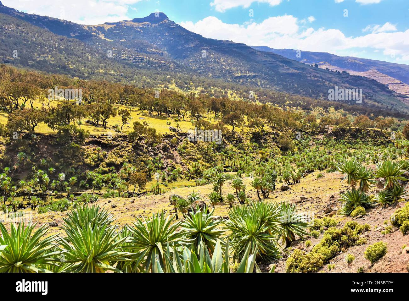 Pic de montagne et champ d'arbres et de plantes dans le parc national des montagnes Simien dans le nord de l'Éthiopie; Éthiopie Banque D'Images