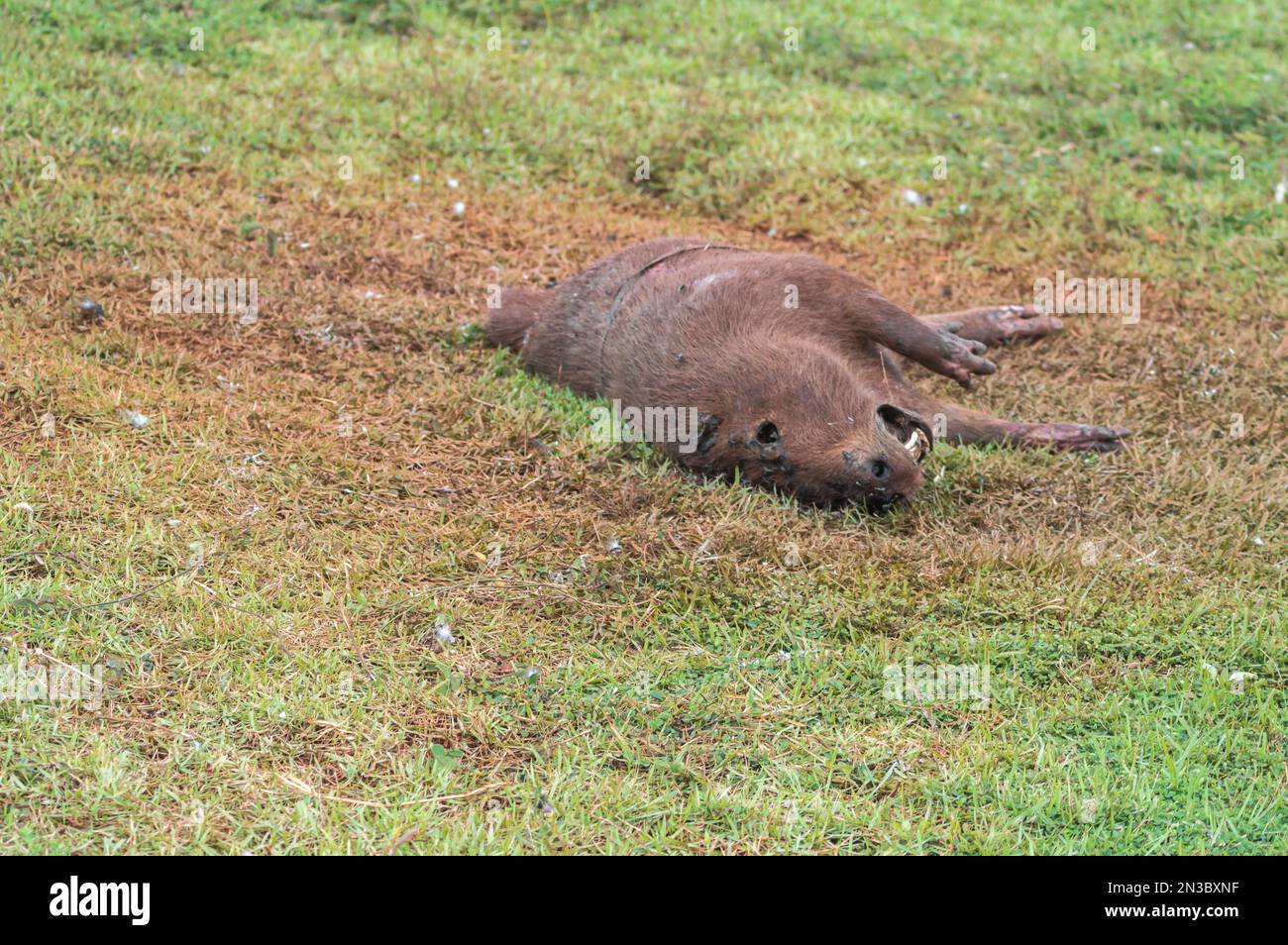 Capybara tué dans la décomposition avec plusieurs mouches si nourri des déchets, Hydrochoerus hydrochaeris. Banque D'Images