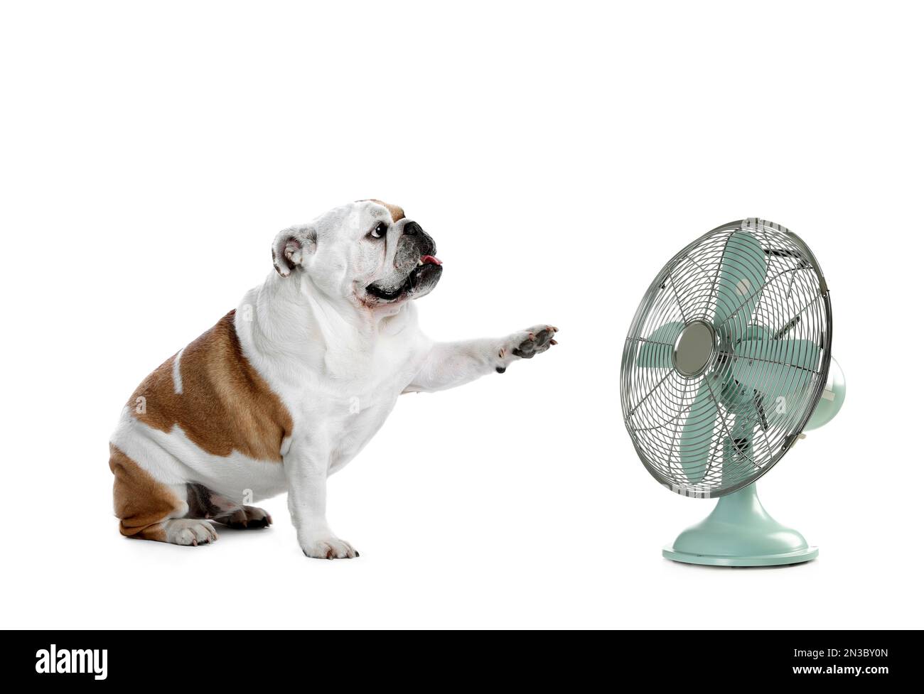 Joli chien près du ventilateur sur fond blanc. Chaleur estivale Banque D'Images