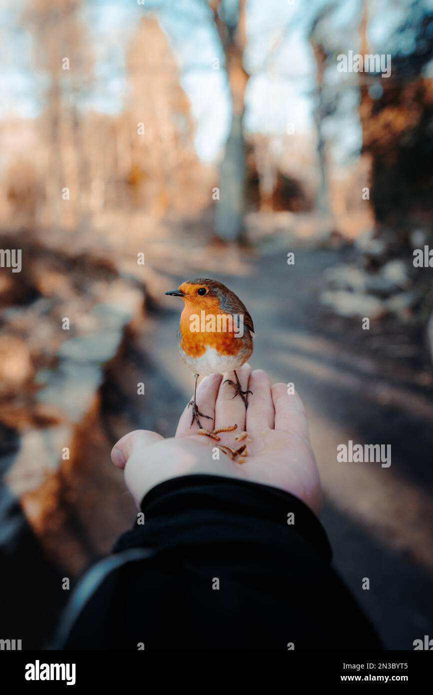 Un cliché vertical d'une main tenant des vers et nourrissant un oiseau-Robin Banque D'Images