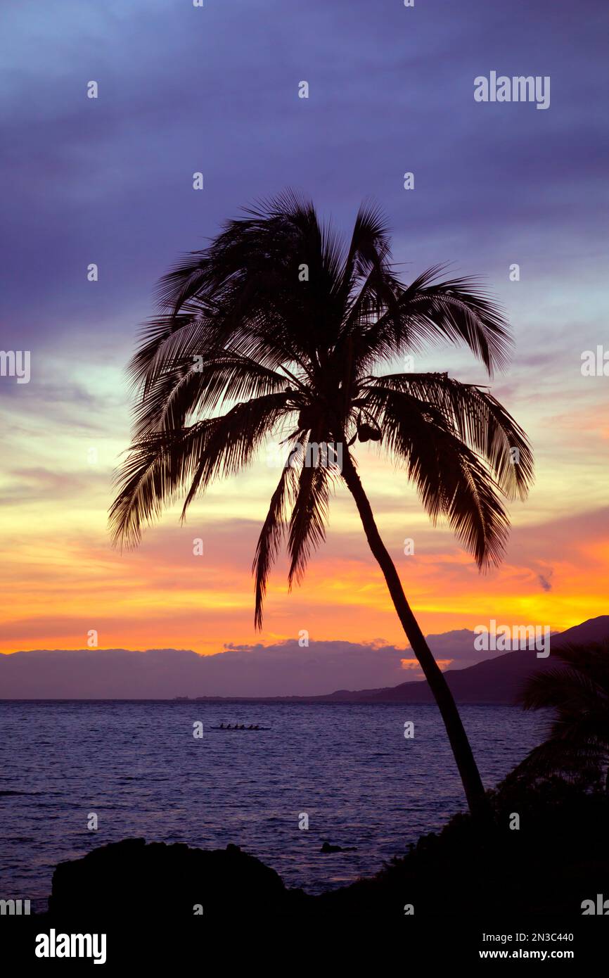 Coucher de soleil tropical sur l'océan Pacifique avec la silhouette d'un palmier solitaire sur l'île de Maui à Kihei et les gens dans un canoë pagayant vers... Banque D'Images