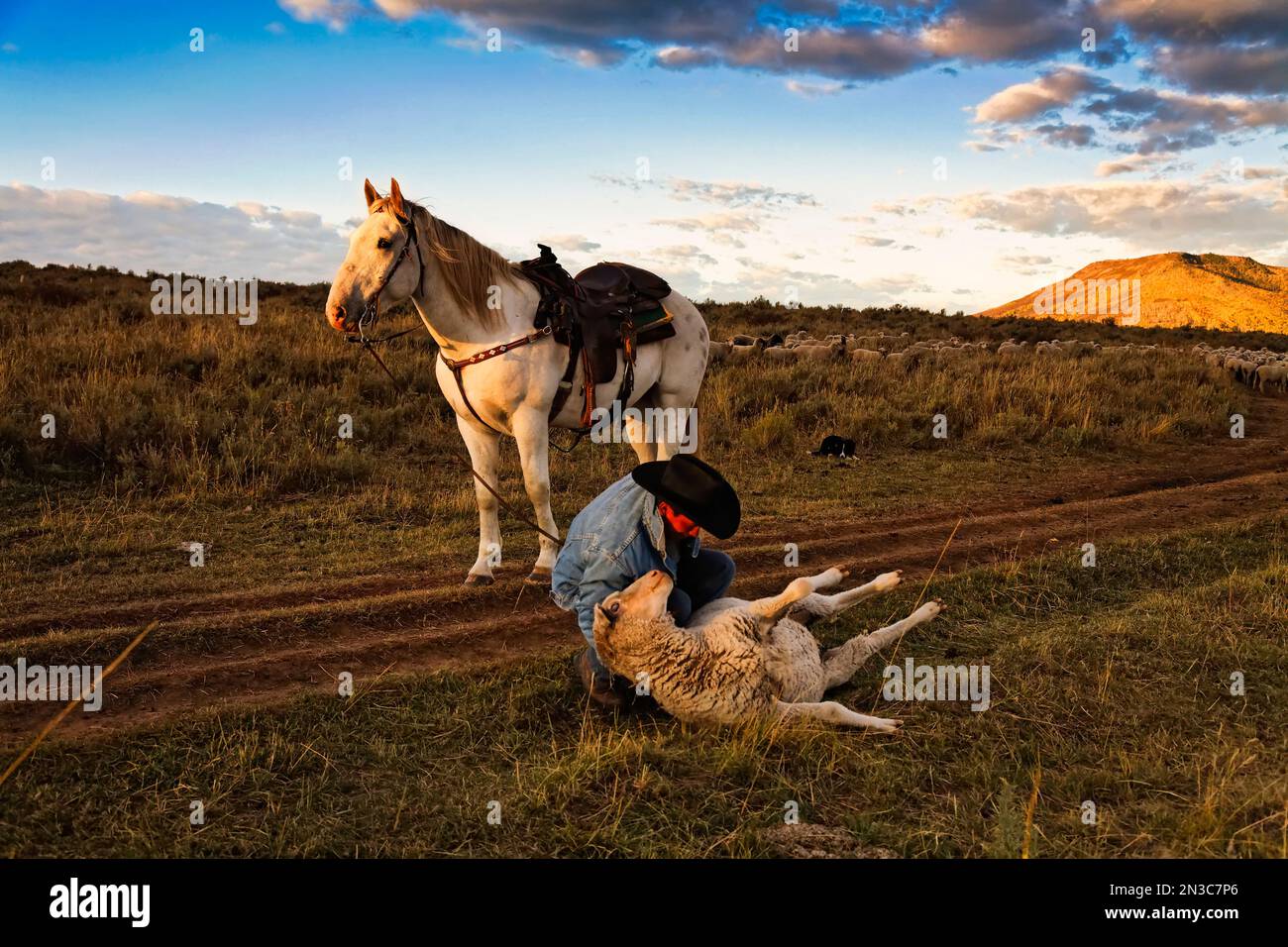 Edgar Oscanoa, un berger péruvien, monte Dot (un Mustang adopté) à la traîne des moutons dans le Upper Gully avec l'aide de collies frontalières et de chiens de garde,... Banque D'Images