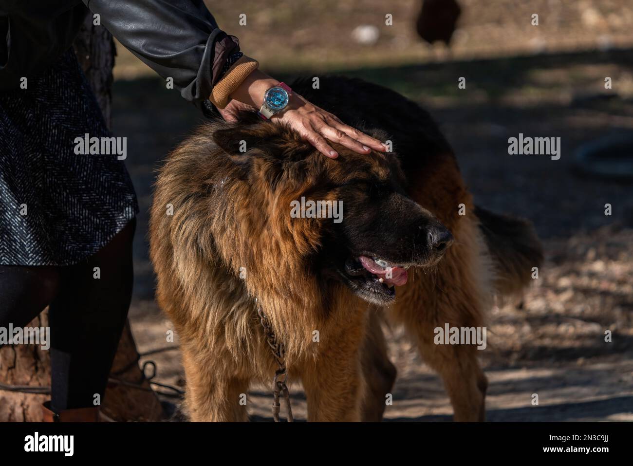 Main humaine aimant un chien de loup. Banque D'Images