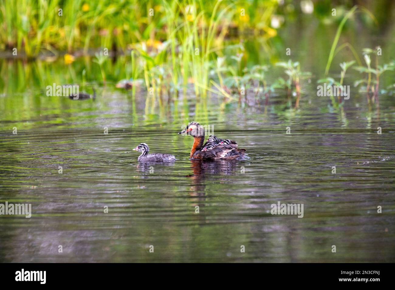Grebe corné (Podiceps auritus) avec trois poussins chevauchant sur son dos avec un autre poussin nageant devant dans un étang sur l'Université de l'Alaska FAI... Banque D'Images