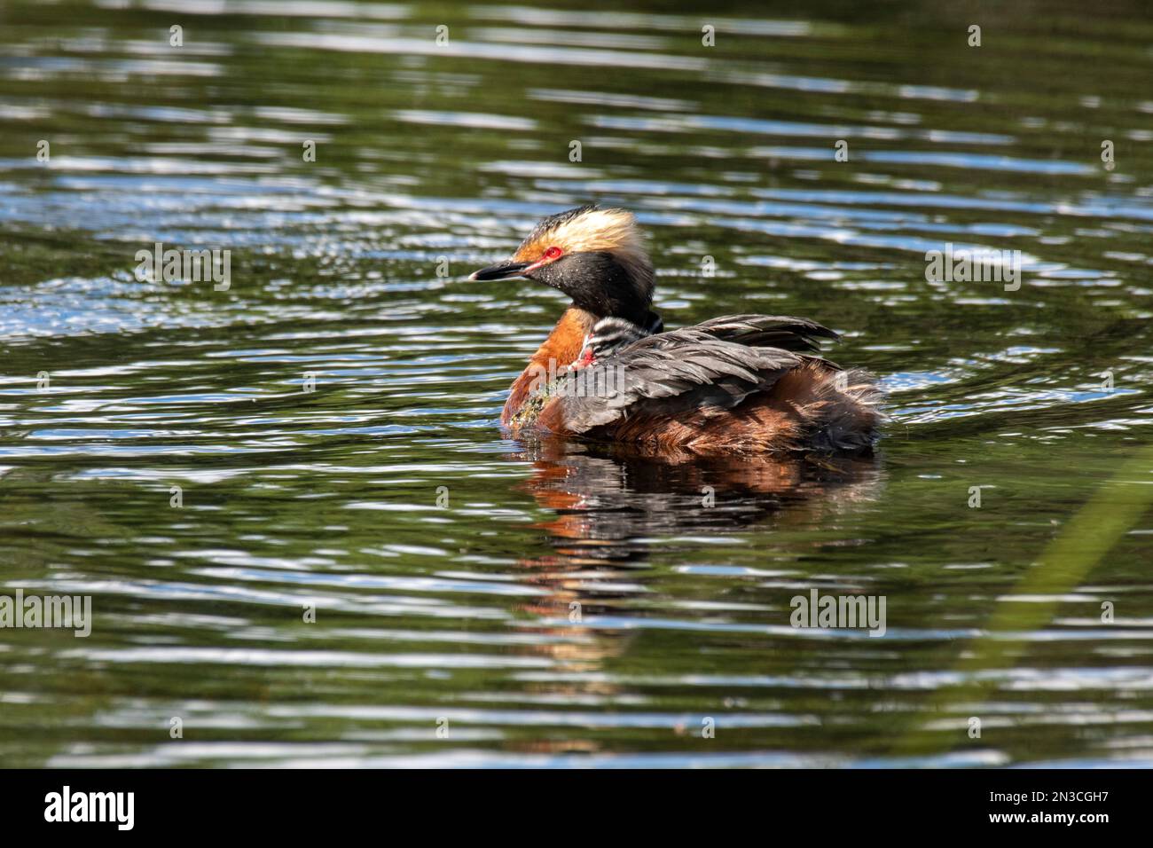 Grebe à cornes (Podiceps auritus) avec un poussin sur son dos nageant dans un étang sur le campus de Fairbanks de l'Université d'Alaska Banque D'Images