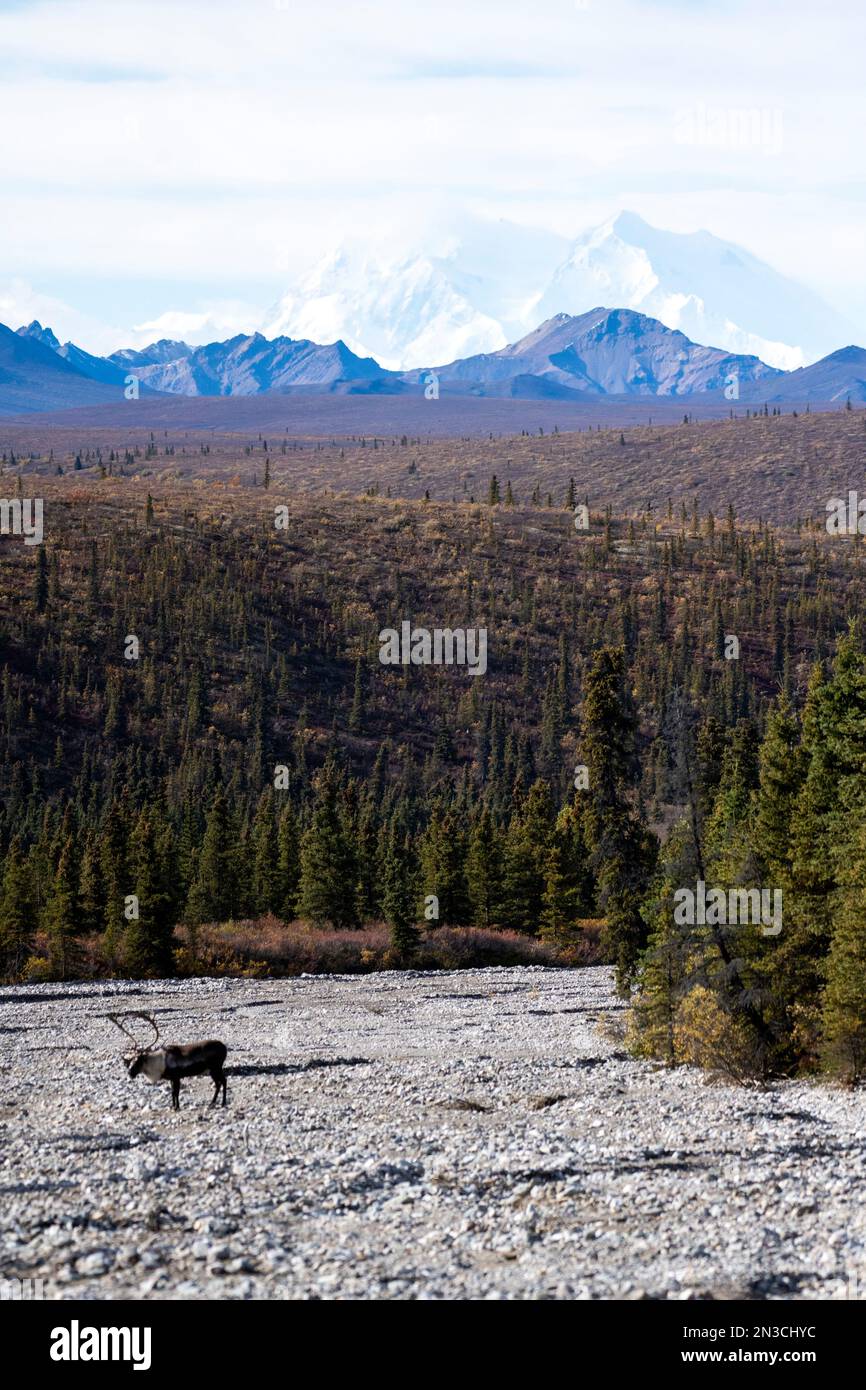 Caribou de taureau (Rangifer tarandus) dans un lit rocheux avec double Mountain et Denali (Mont McKinley) en arrière-plan en automne Banque D'Images