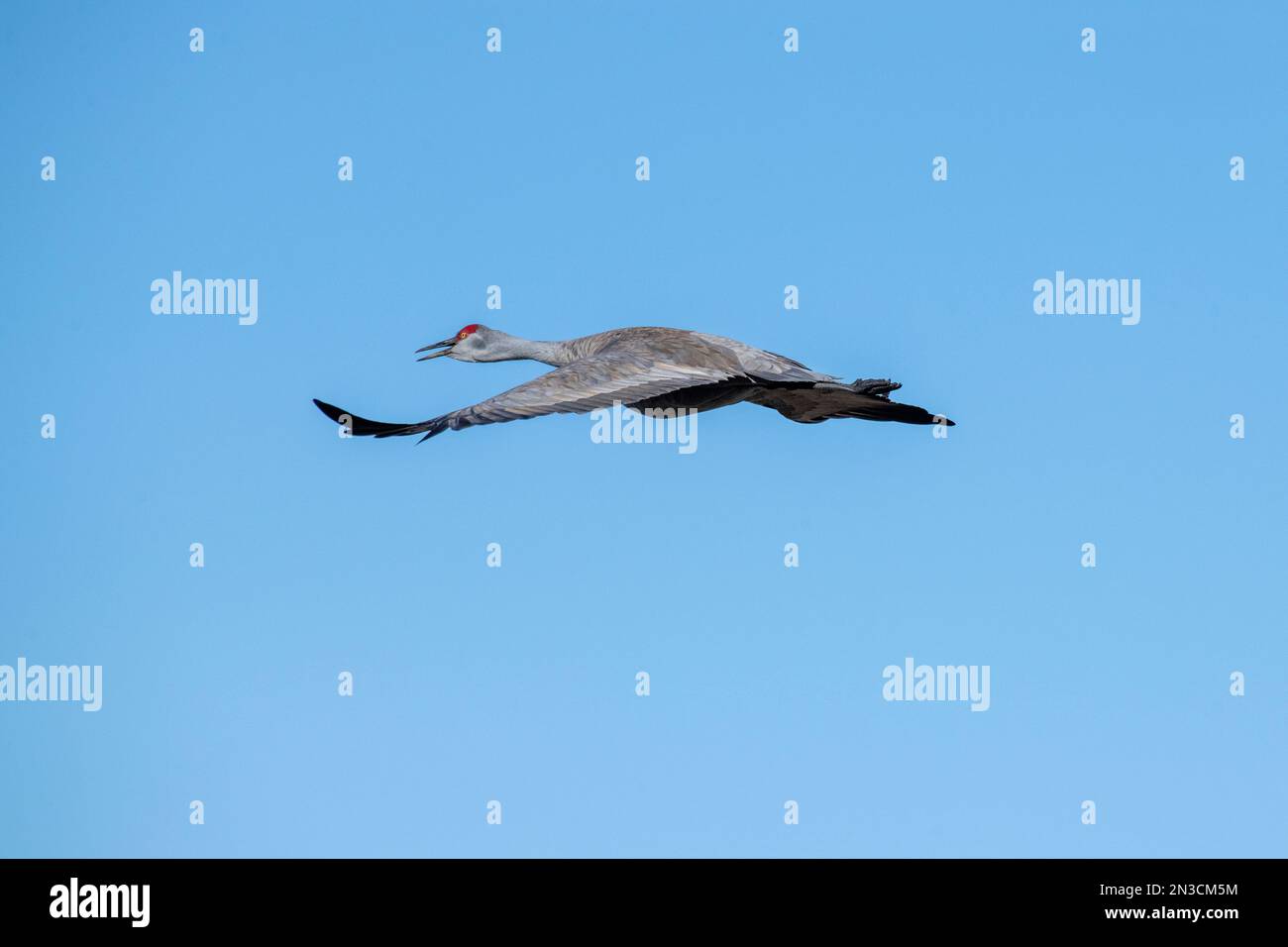 Grue de sable (Antigone canadensis) volant contre un ciel bleu au-dessus du refuge migratoire de sauvagine de Creamer's Field Banque D'Images