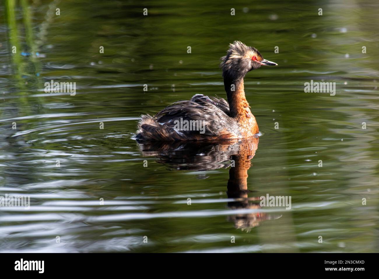 Grebe à cornes (Podiceps auritus) avec un poussin sur son dos nageant dans un étang sur le campus de Fairbanks de l'Université d'Alaska Banque D'Images