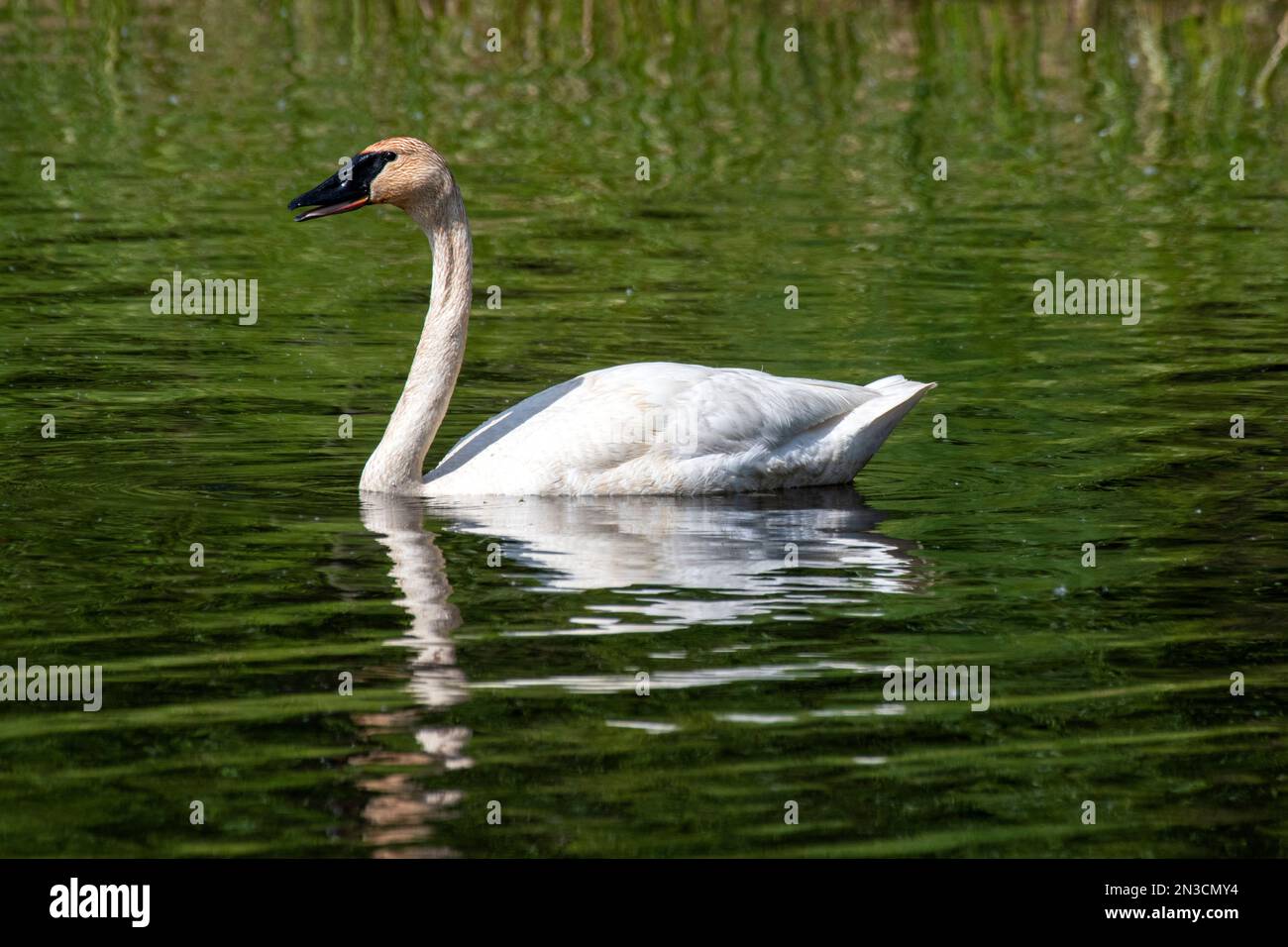 Cygne trompettiste (Cygnus buccinator) nageant dans le lac Wander au sanctuaire faunique de Wedgewood ; Fairbanks, Alaska, États-Unis d'Amérique Banque D'Images