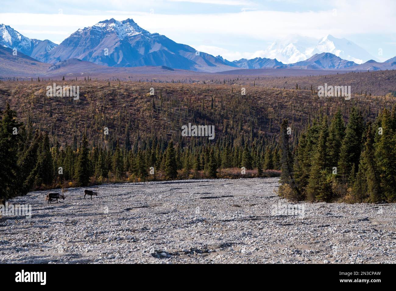 Deux caribous taureaux (Rangifer tarandus) dans un lit rocheux avec double Mountain et Denali (Mont McKinley) en arrière-plan en automne Banque D'Images