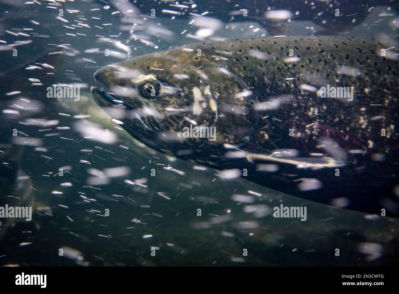 Gros plan sur le saumon (Salmonidae) et les bulles dans l'eau dans une écloserie à l'extérieur de Juneau, Alaska, États-Unis ; Alaska, États-Unis d'Amérique Banque D'Images