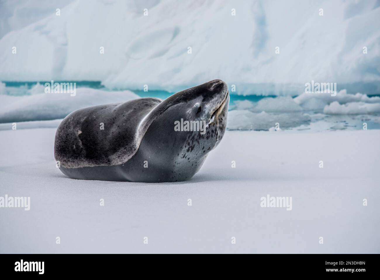 Portrait de léopard de mer (Hydrurga leptonyx) reposant sur la banquise de l'île Booth de l'Antarctique ; Antarctique Banque D'Images