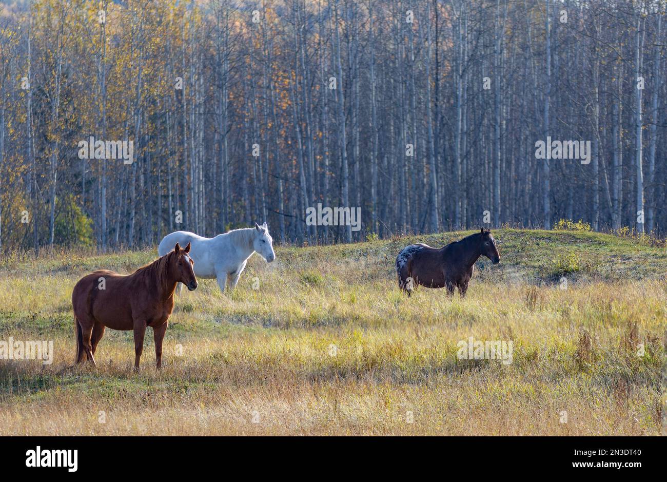 Chevaux (Equus ferus caballus) debout dans un champ autour de Smithers et Hazelton; Colombie-Britannique, Canada Banque D'Images