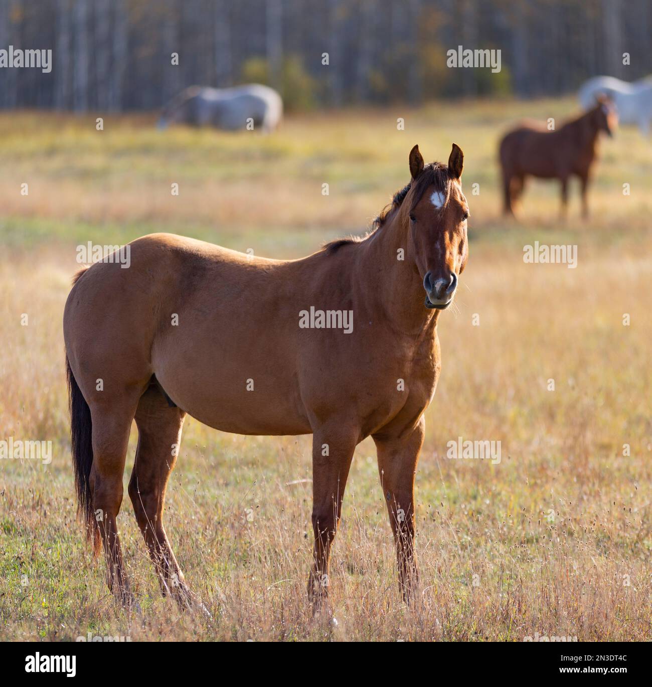 Portrait d'un cheval (Equus ferus cabalus) debout dans un champ avec d'autres chevaux en arrière-plan autour de Smithers et Hazelton Banque D'Images
