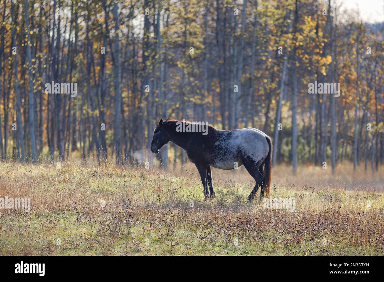 Cheval (Equus ferus caballus) debout dans un champ autour de Smithers et Hazelton; Colombie-Britannique, Canada Banque D'Images