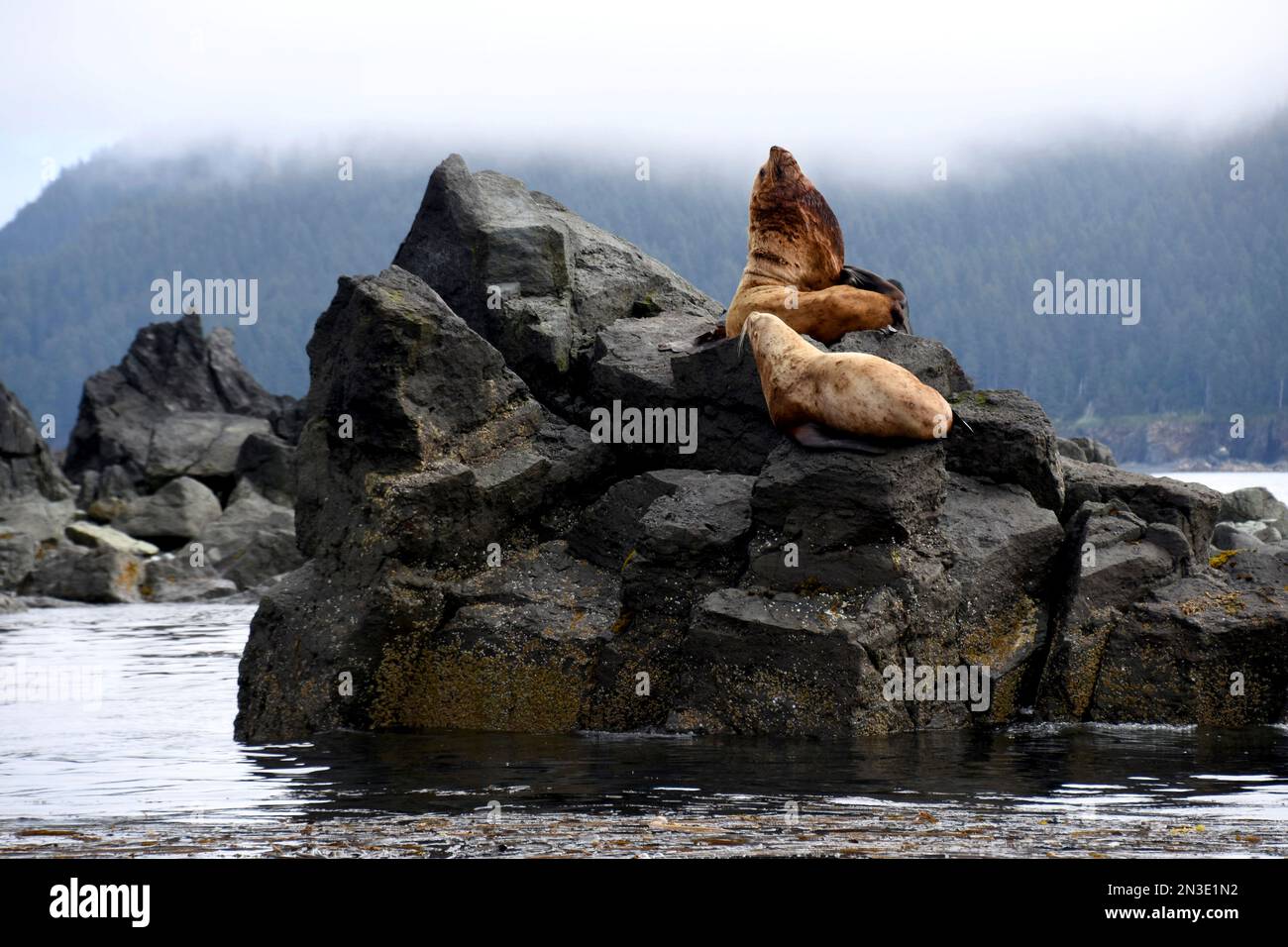 Les otaries (Otariinae) se tournent elles-mêmes lors d'une halte sur l'île Flat à Cook Inlet ; Homer, Alaska, États-Unis d'Amérique Banque D'Images