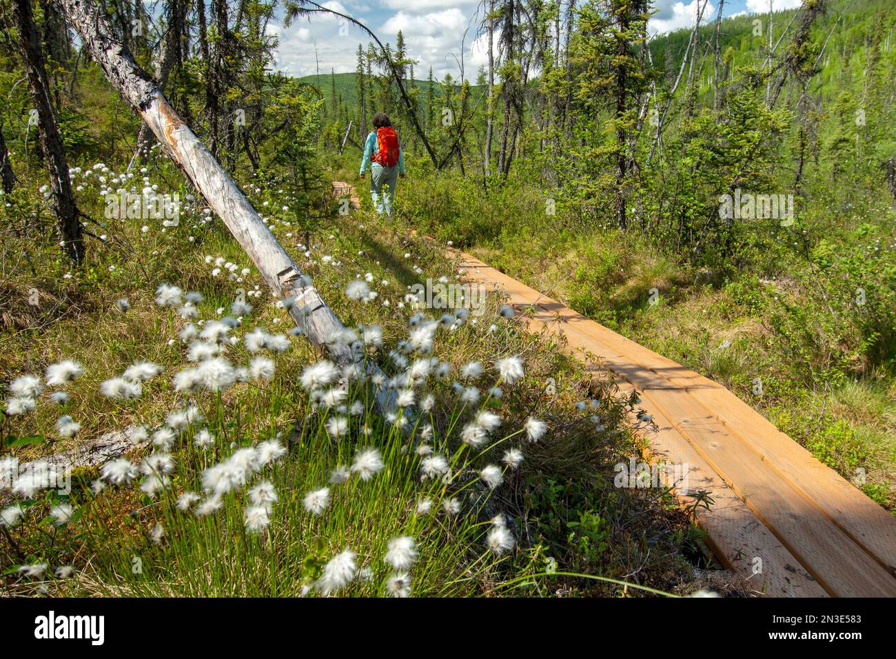 Vue prise de derrière une femme marchant jusqu'à Angel Rocks le long de la route de Chena Hot Springs, à l'extérieur de Fairbanks avec des plantes de cottongrass au premier plan Banque D'Images