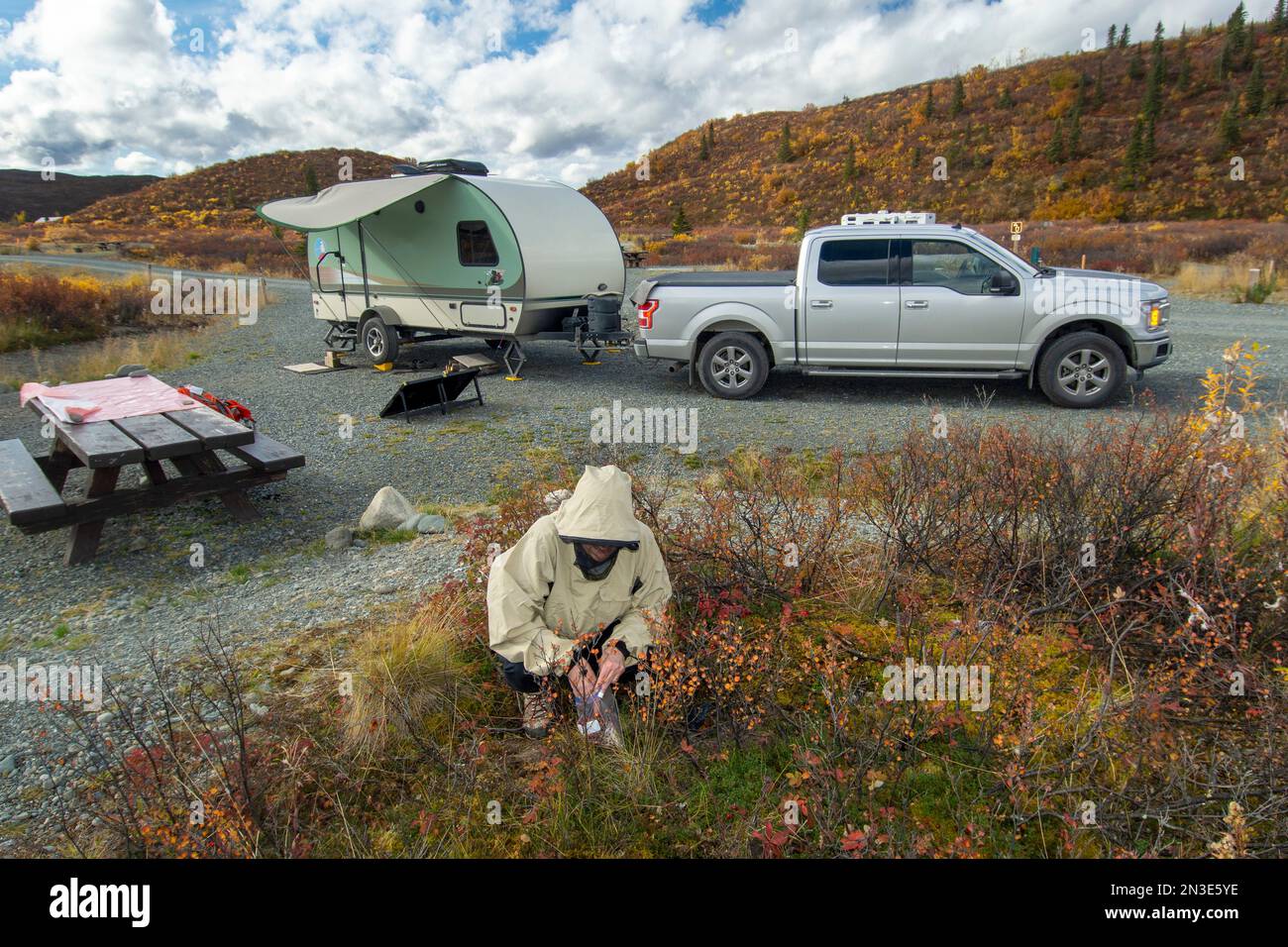 Une femme cueille des canneberges basses du Bush au terrain de camping Tangle Lakes, le long de la route Denali avec un camion et une remorque en arrière-plan et à l'automne... Banque D'Images